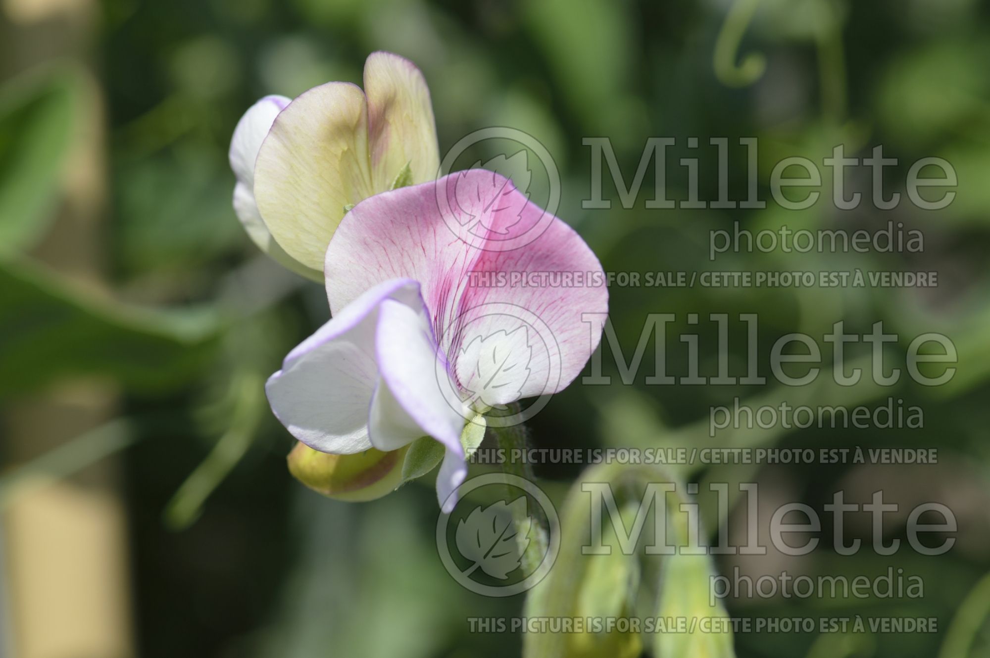 Lathyrus Solway Minuet (Sweet Pea) 1