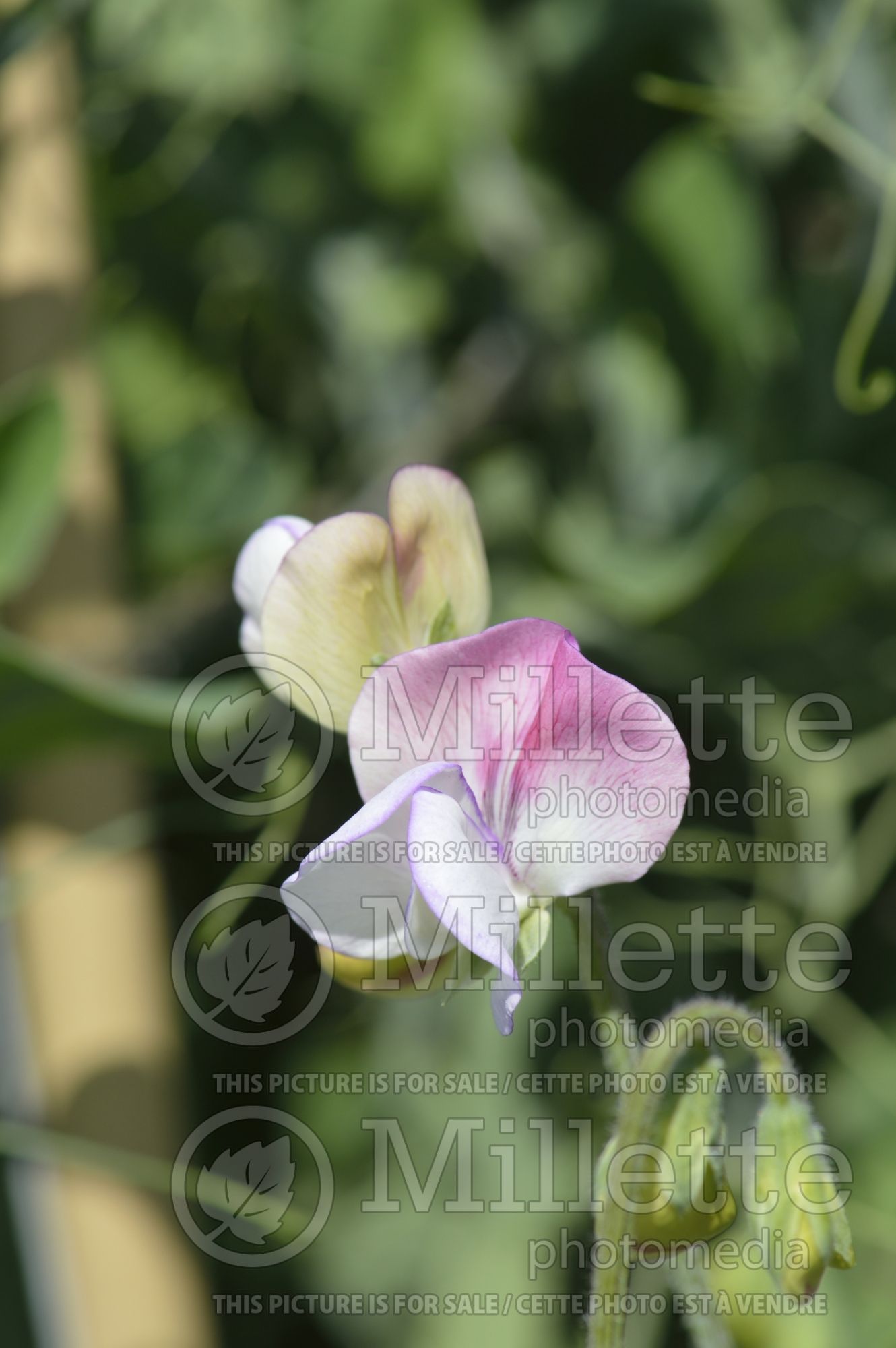 Lathyrus Solway Minuet (Sweet Pea) 2
