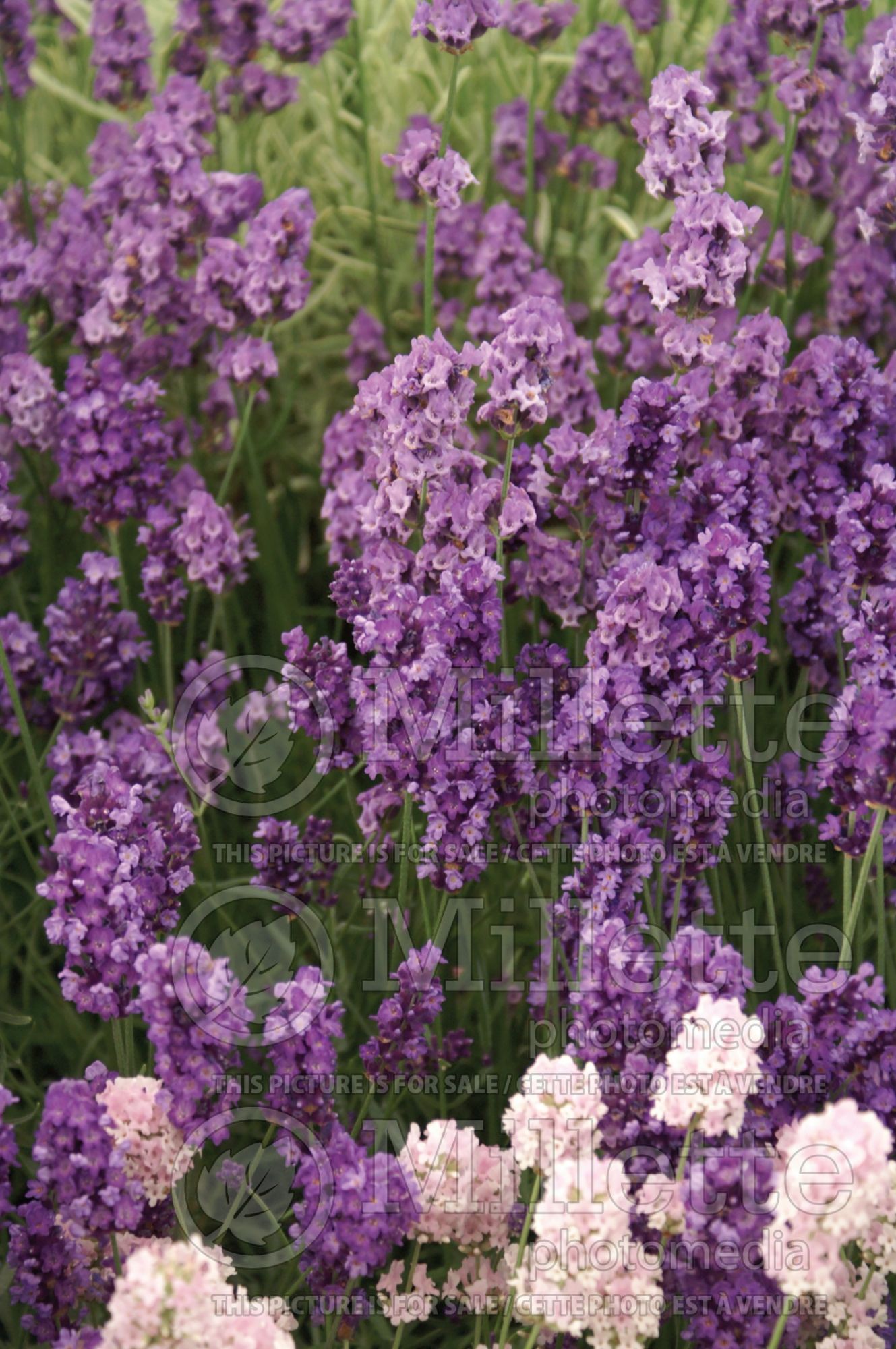 Lavandula Imperial Gem (English Lavender) 1