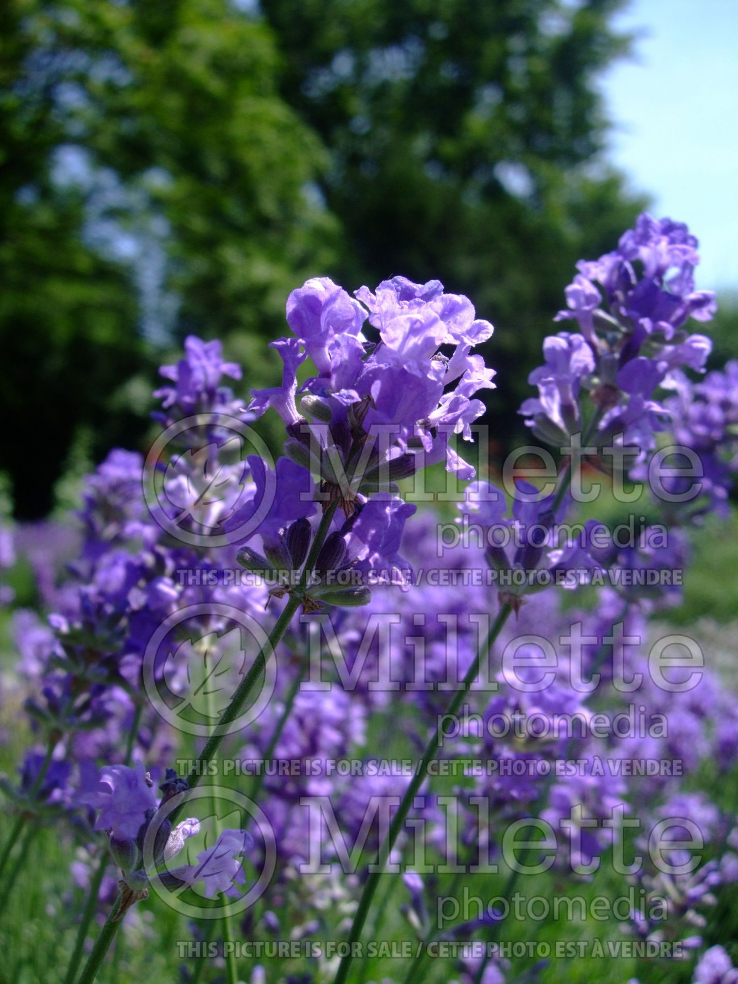 Lavandula Munstead (English Lavender) 9