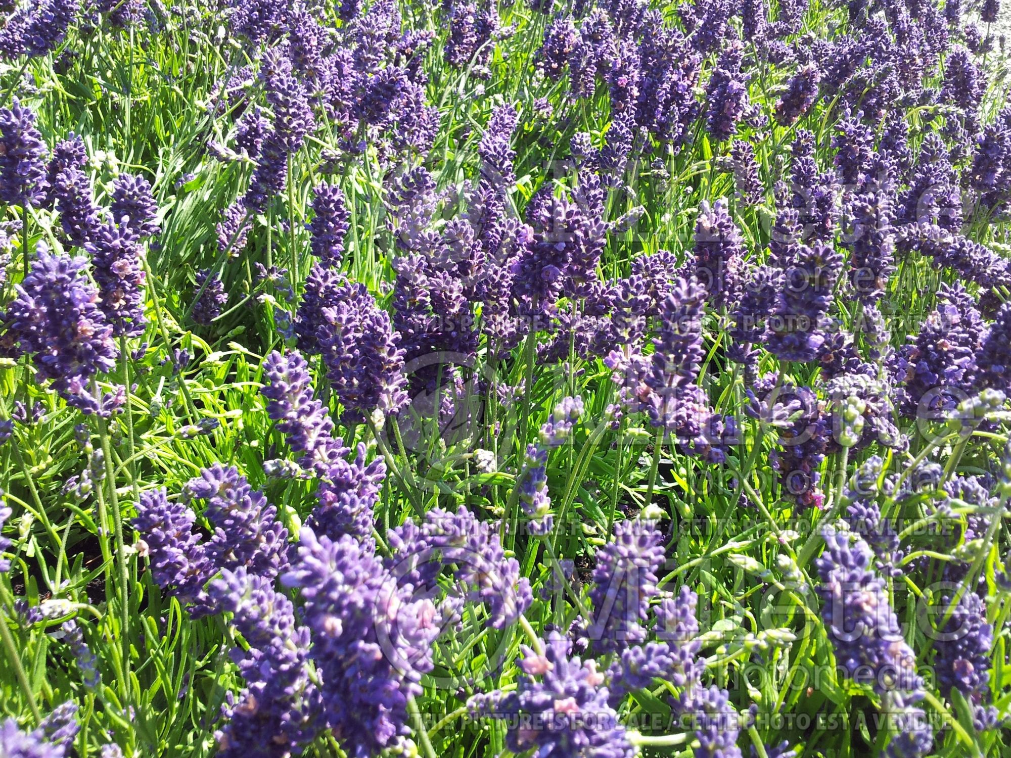 Lavandula Munstead (English Lavender) 10