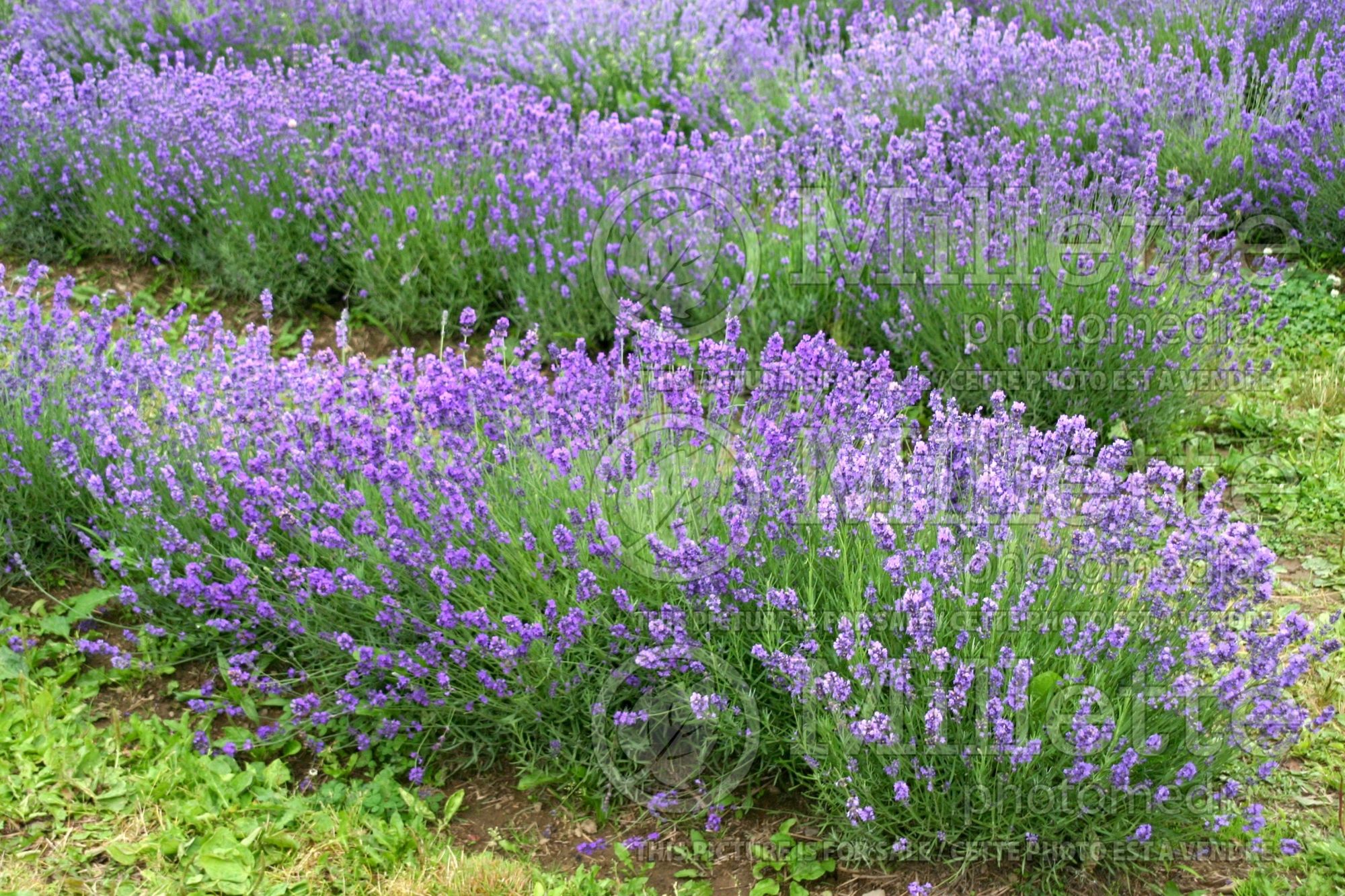 Lavandula Munstead (English Lavender) 8