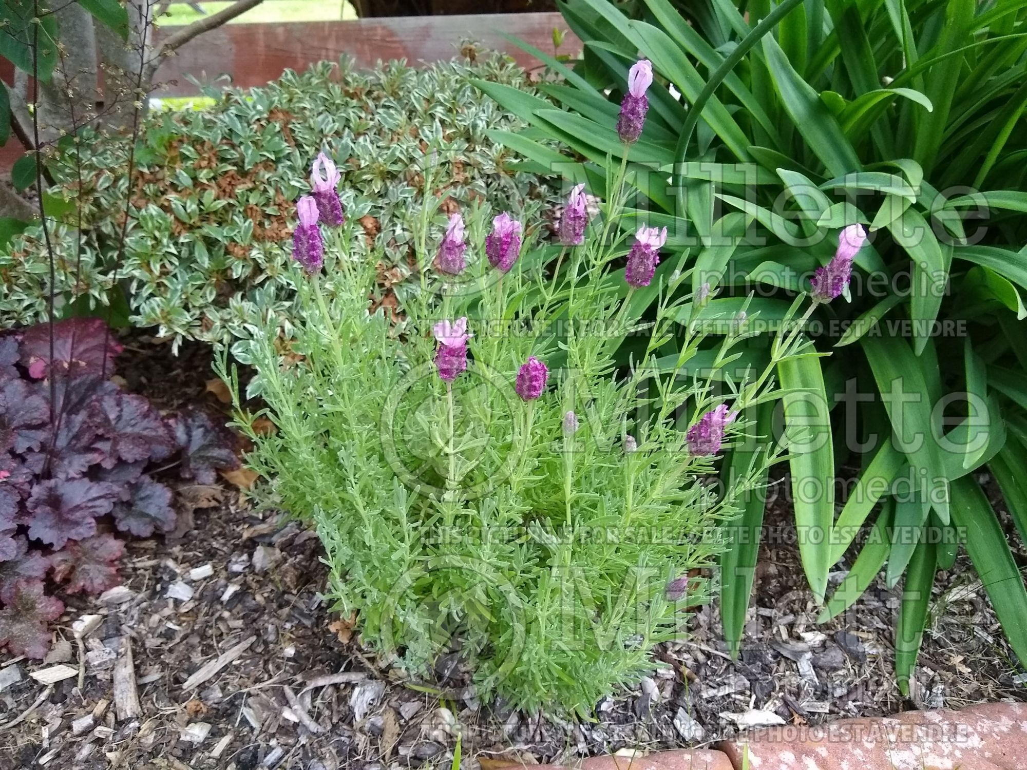 Lavandula Little Bee (French or Butterfly Lavender) 2