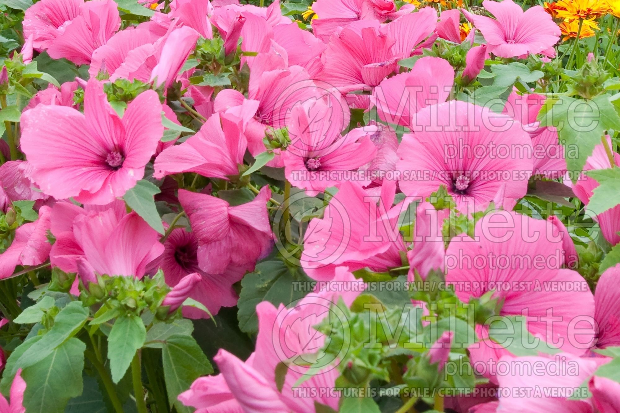 Lavatera trimestris aka Althaea trimestris (Mallow) 1