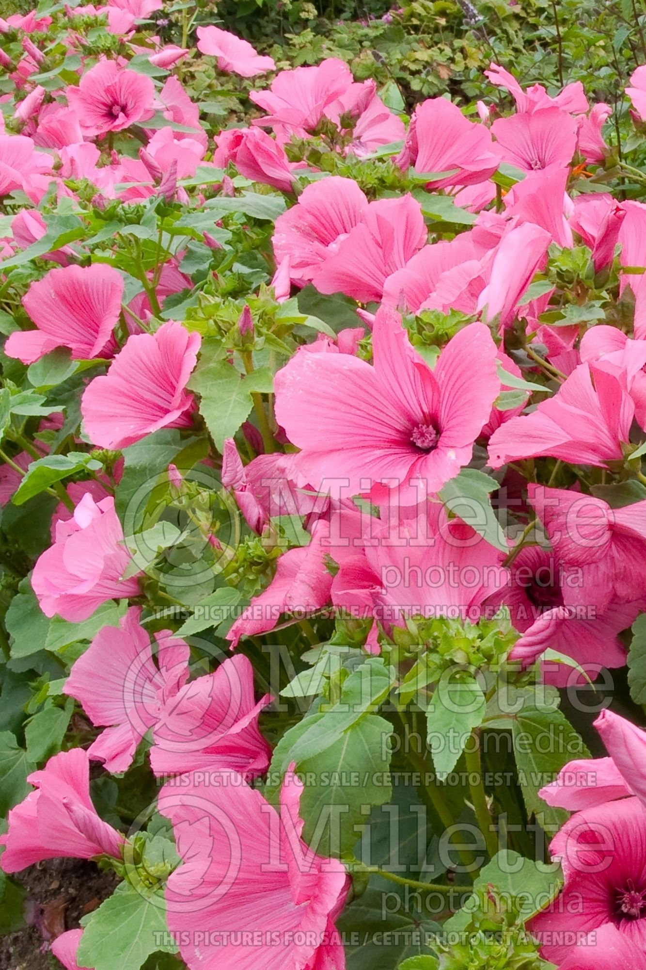 Lavatera trimestris aka Althaea trimestris (Mallow) 2