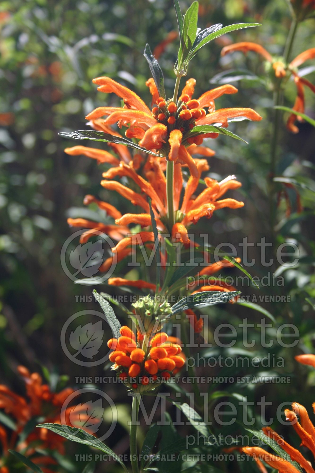 Leonotis leonurus (lion's tail and wild dagga) 3