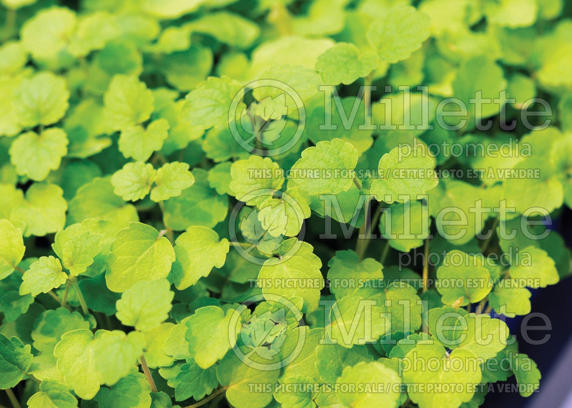 Lepidium sativum (Atsina Cress) 1