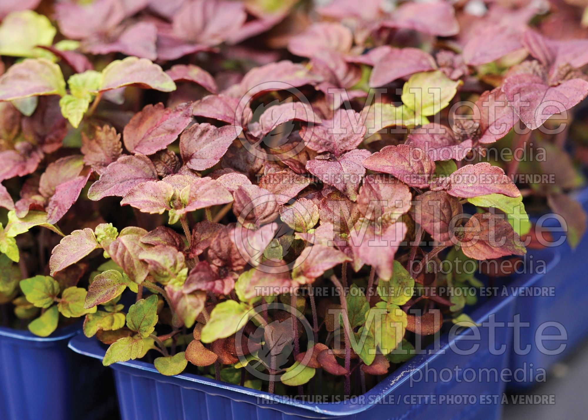 Lepidium Shiso Purple (Cress) 1
