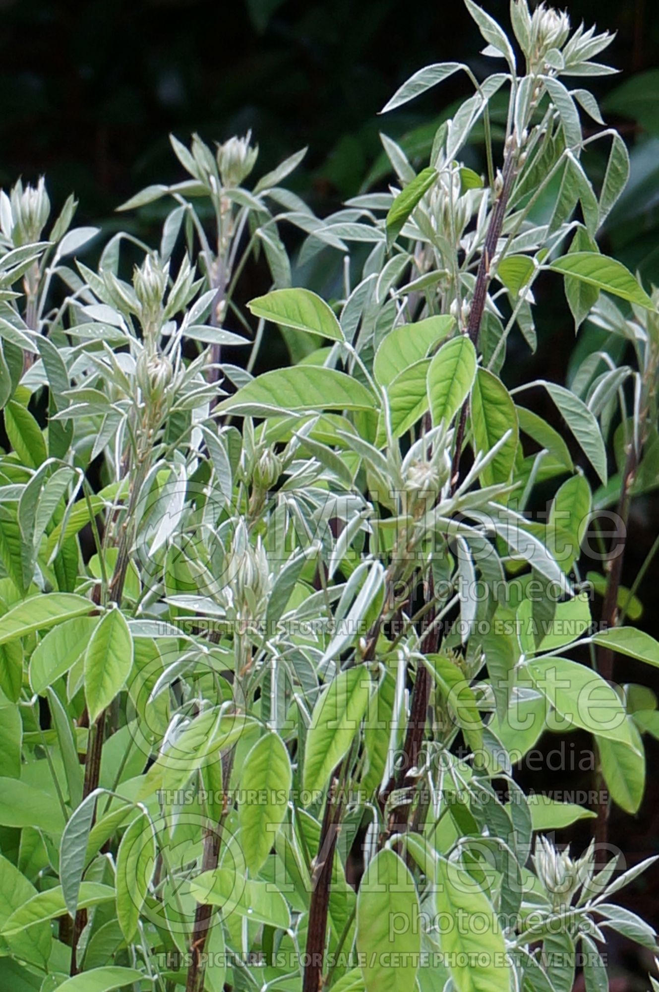 Lespedeza thunbergii Gibraltar (Pink Bush Clover) 3