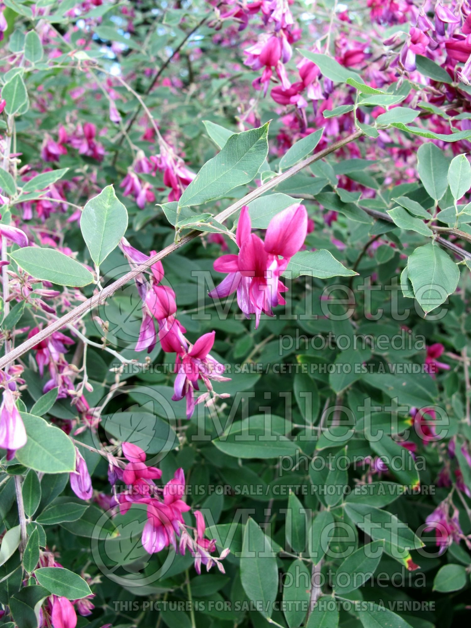 Lespedeza thunbergii Gibraltar (Pink Bush Clover) 2
