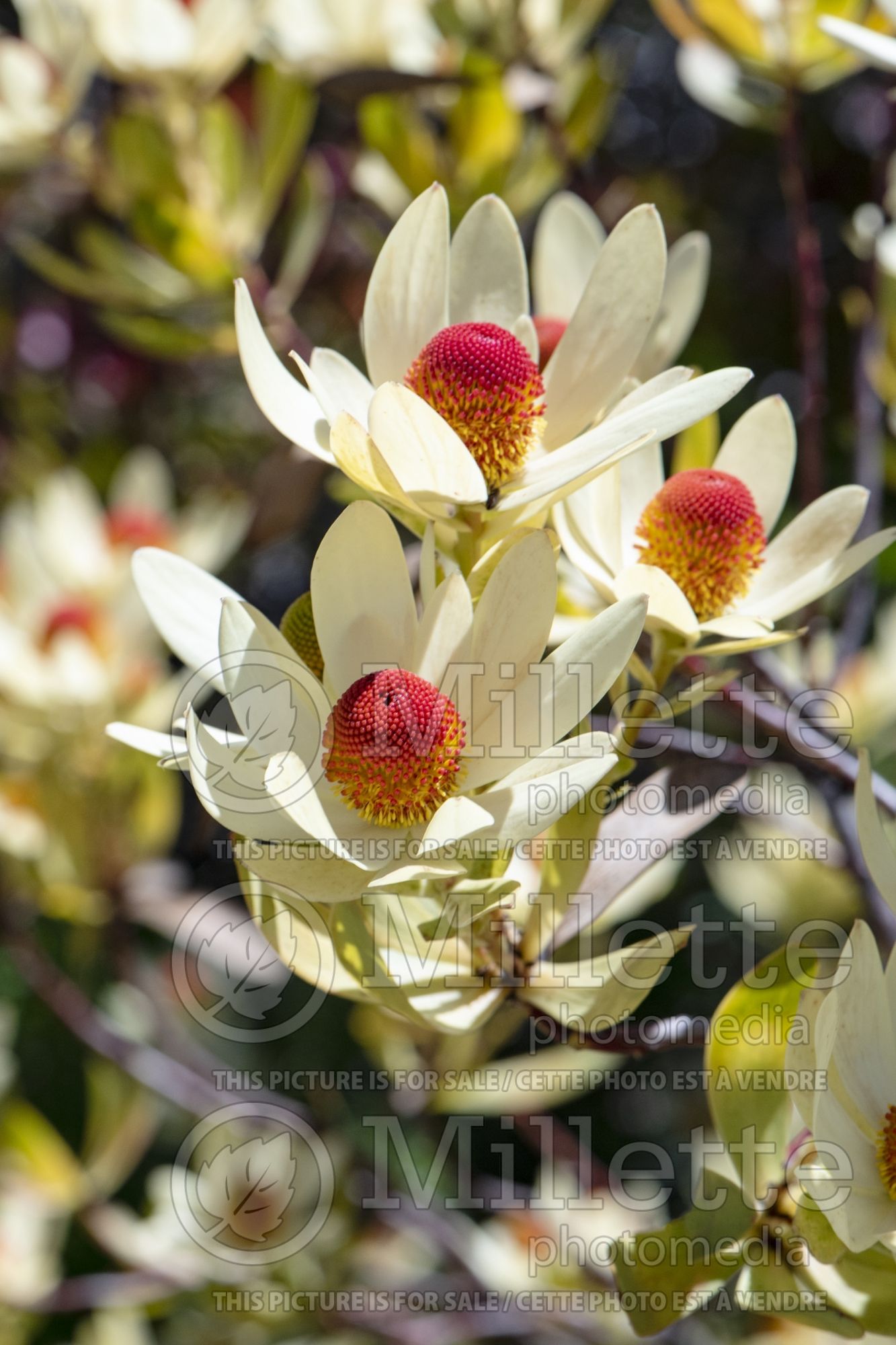 Leucadendron Cloud Bank Ginny (Conebush) 1