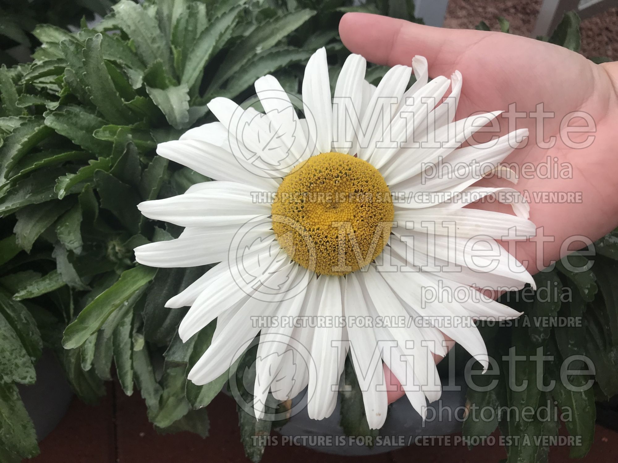 Leucanthemum Betsy (Shasta Daisy) 1