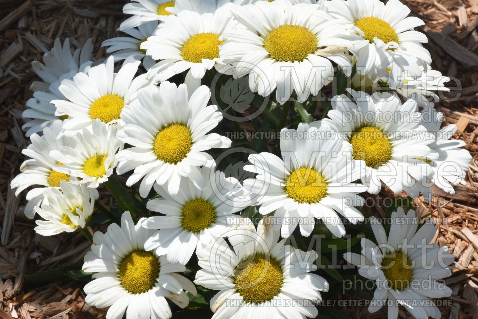 Leucanthemum Betsy (Shasta Daisy) 2
