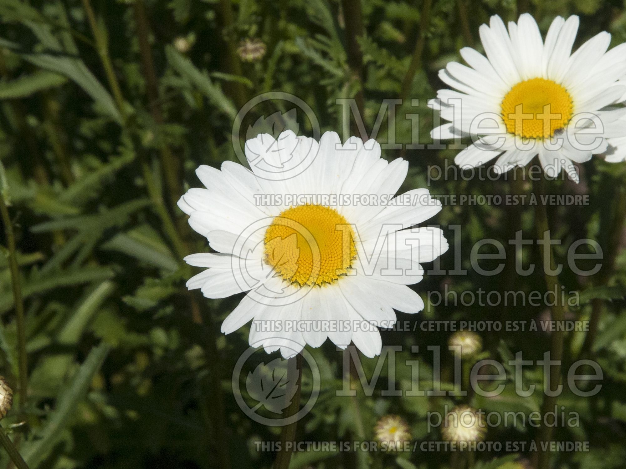 Leucanthemum aka Chrysanthemum Alaska (Shasta Daisy) 7