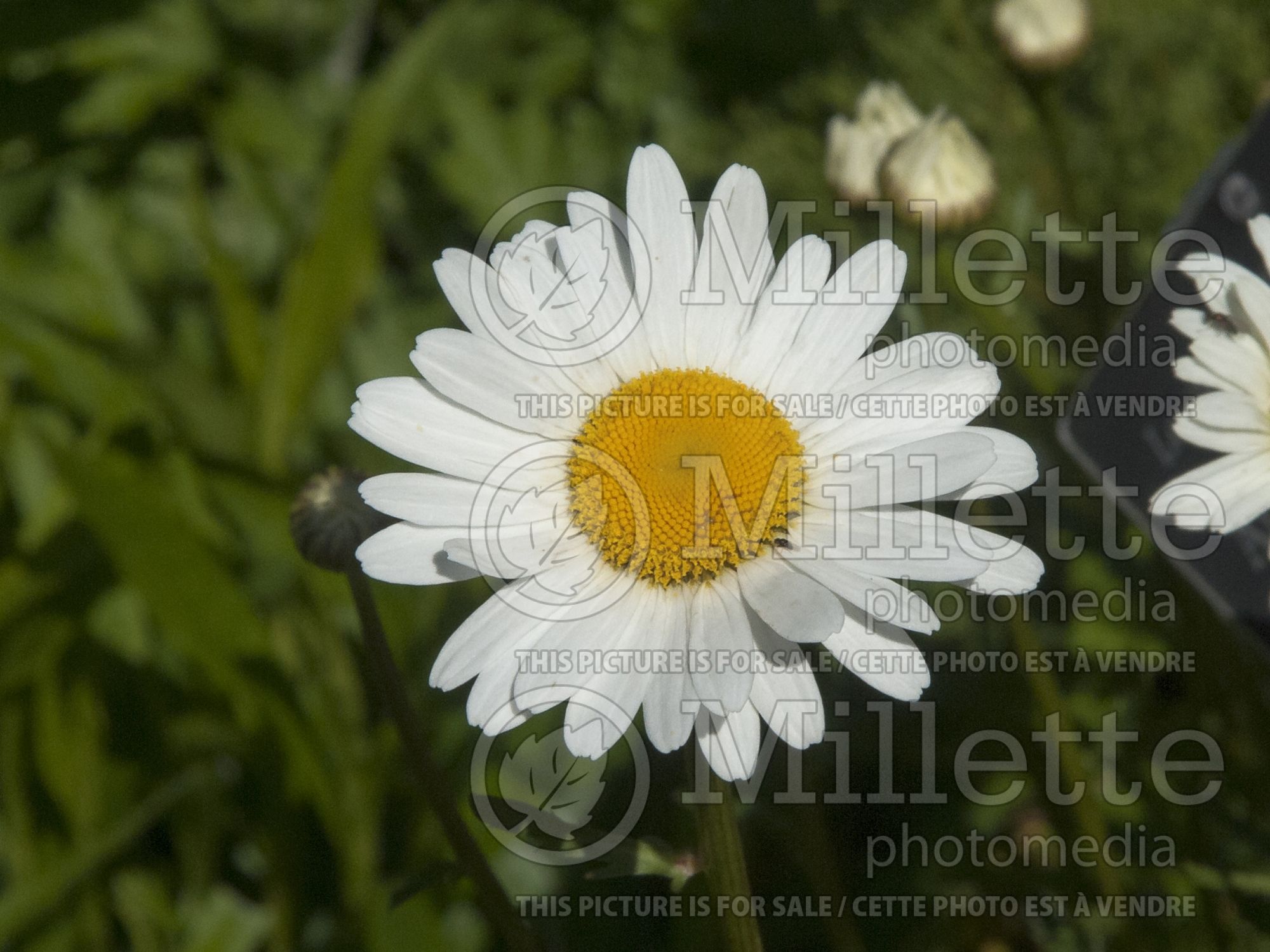 Leucanthemum aka Chrysanthemum Alaska (Shasta Daisy) 8