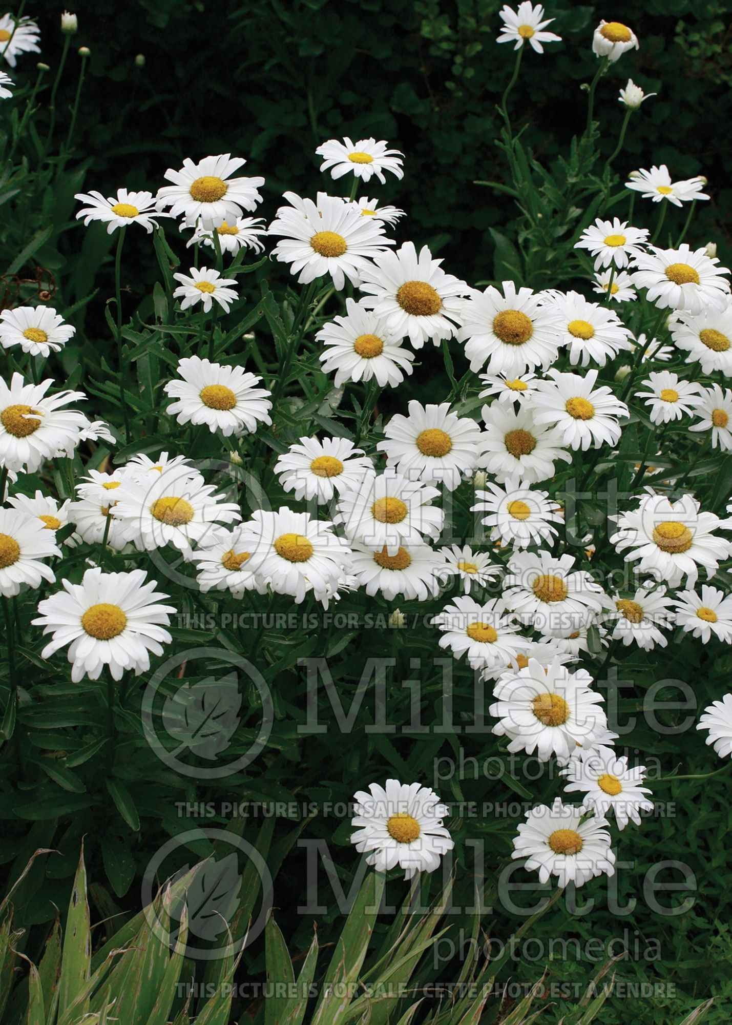 Leucanthemum aka Chrysanthemum Alaska (Shasta Daisy) 9