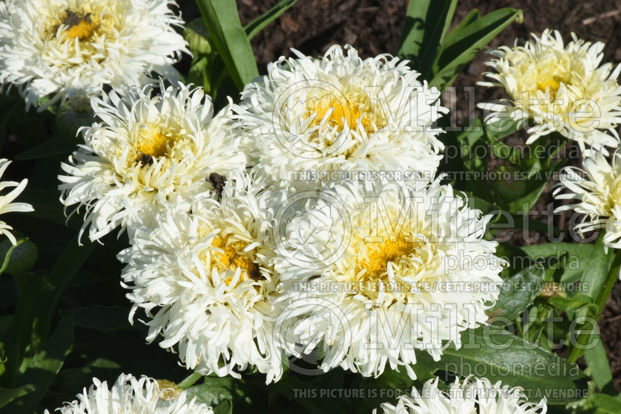 Leucanthemum Coconut (Shasta Daisy) 1