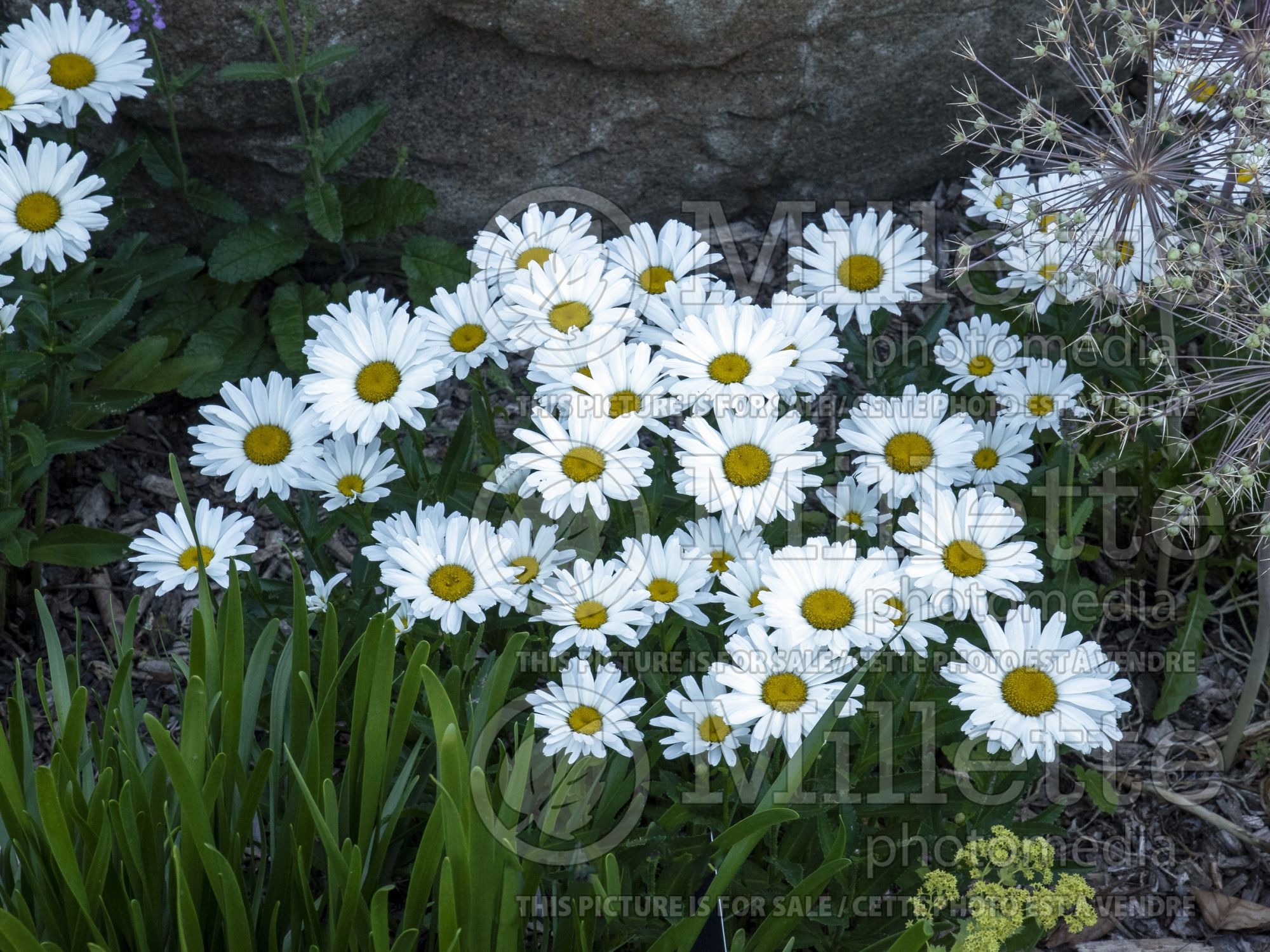 Leucanthemum Daisy May aka Daisy Duke (Shasta Daisy) 5