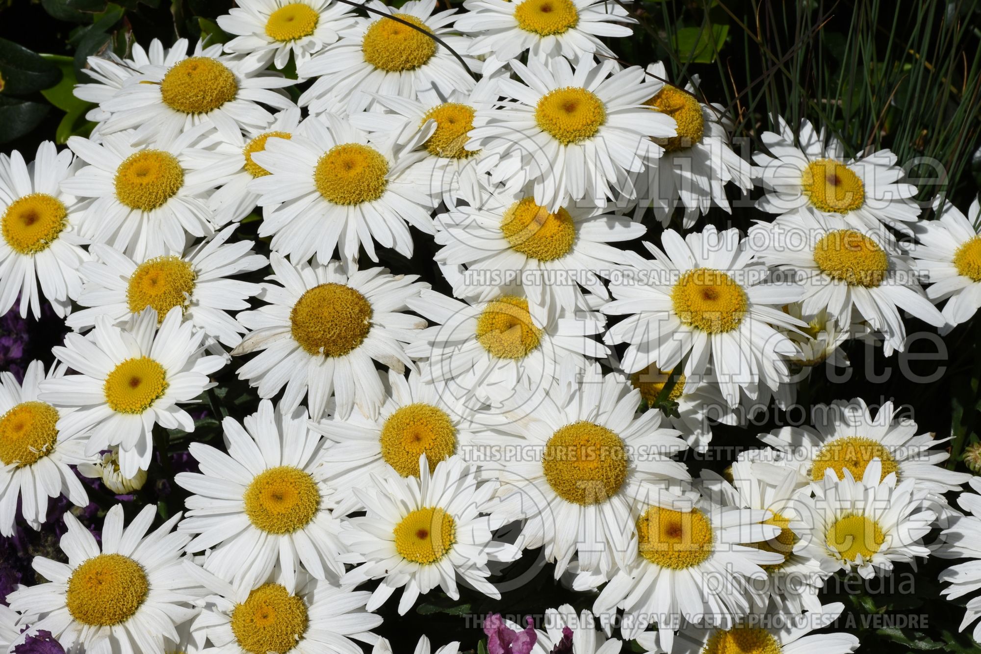Leucanthemum Madonna (Shasta Daisy) 1