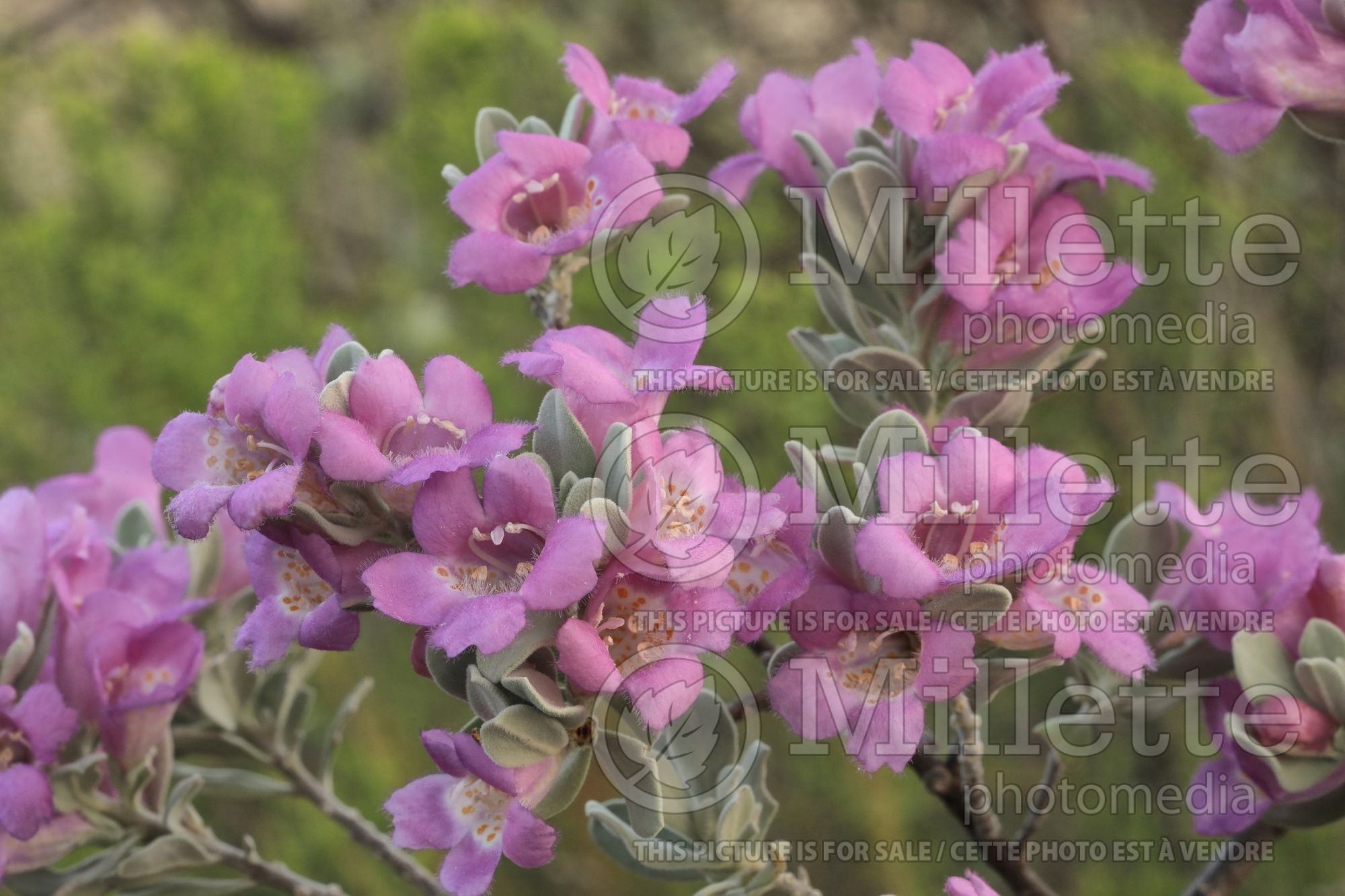 Leucophyllum frutescens (Texas sage , barometer bush) 4