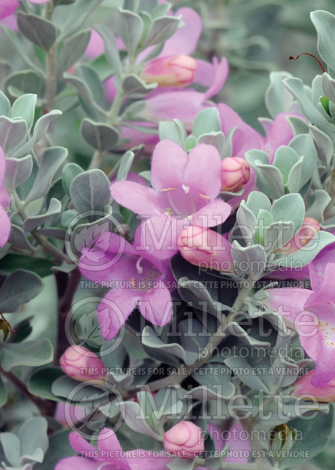 Leucophyllum Convent (Texas Ranger) 1