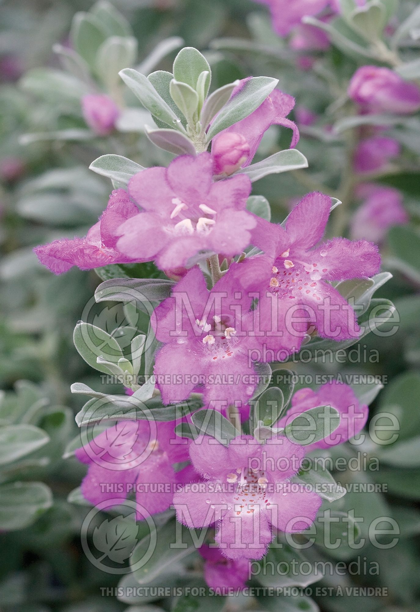Leucophyllum Desperado (Texas sage , barometer bush) 1