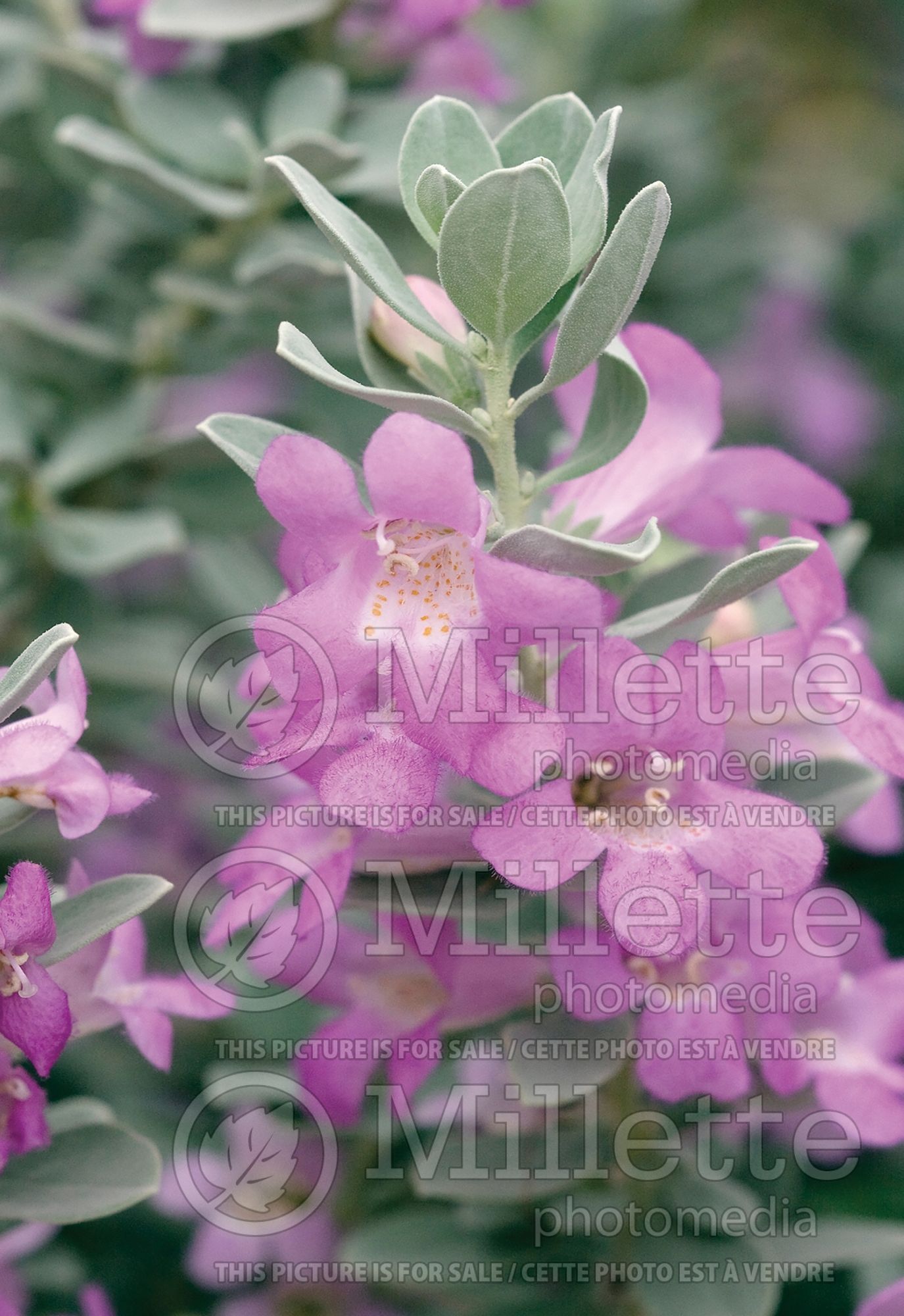 Leucophyllum Silverado (Texas sage , barometer bush) 1