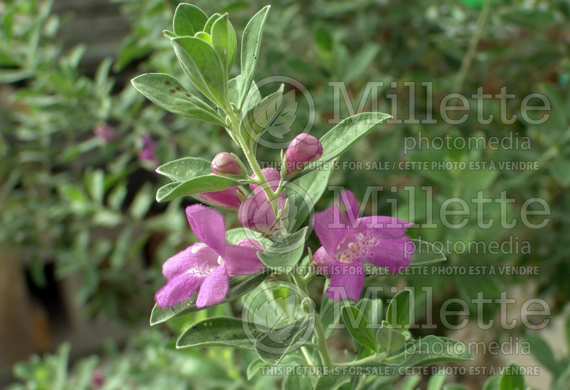 Leucophyllum frutescens (Texas sage , barometer bush) 5