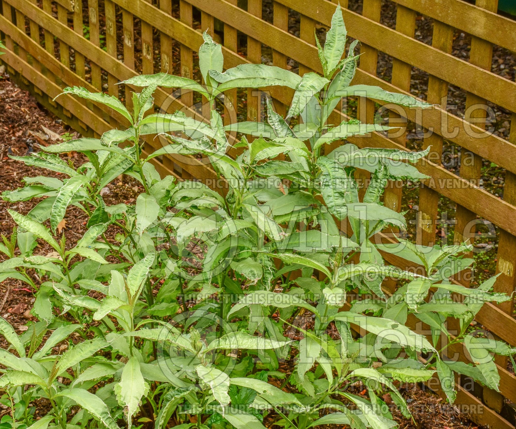 Leucosceptrum Silver Angel (woodland mint) 1
