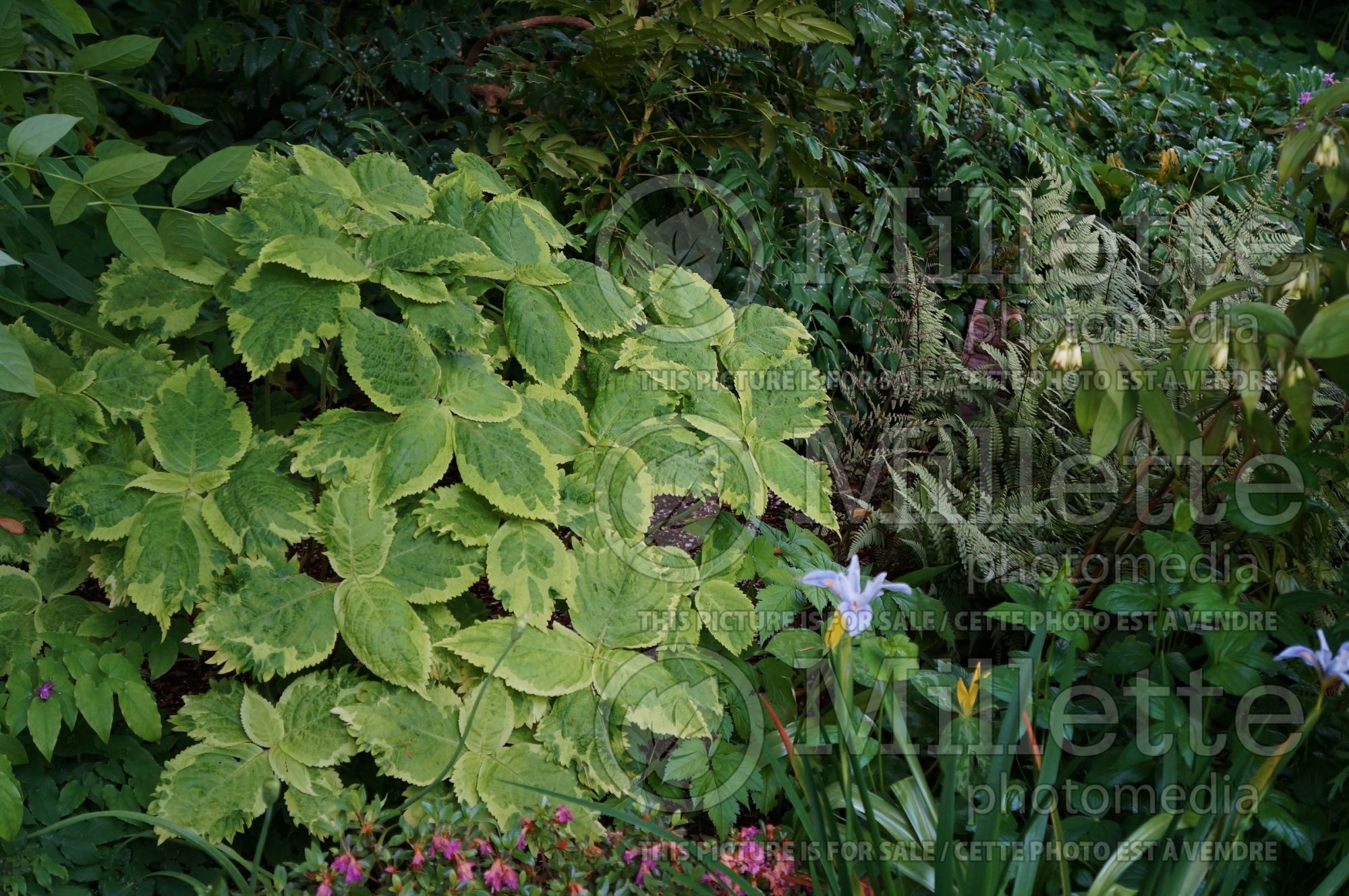 Leucosceptrum October Moon (woodland mint) 1