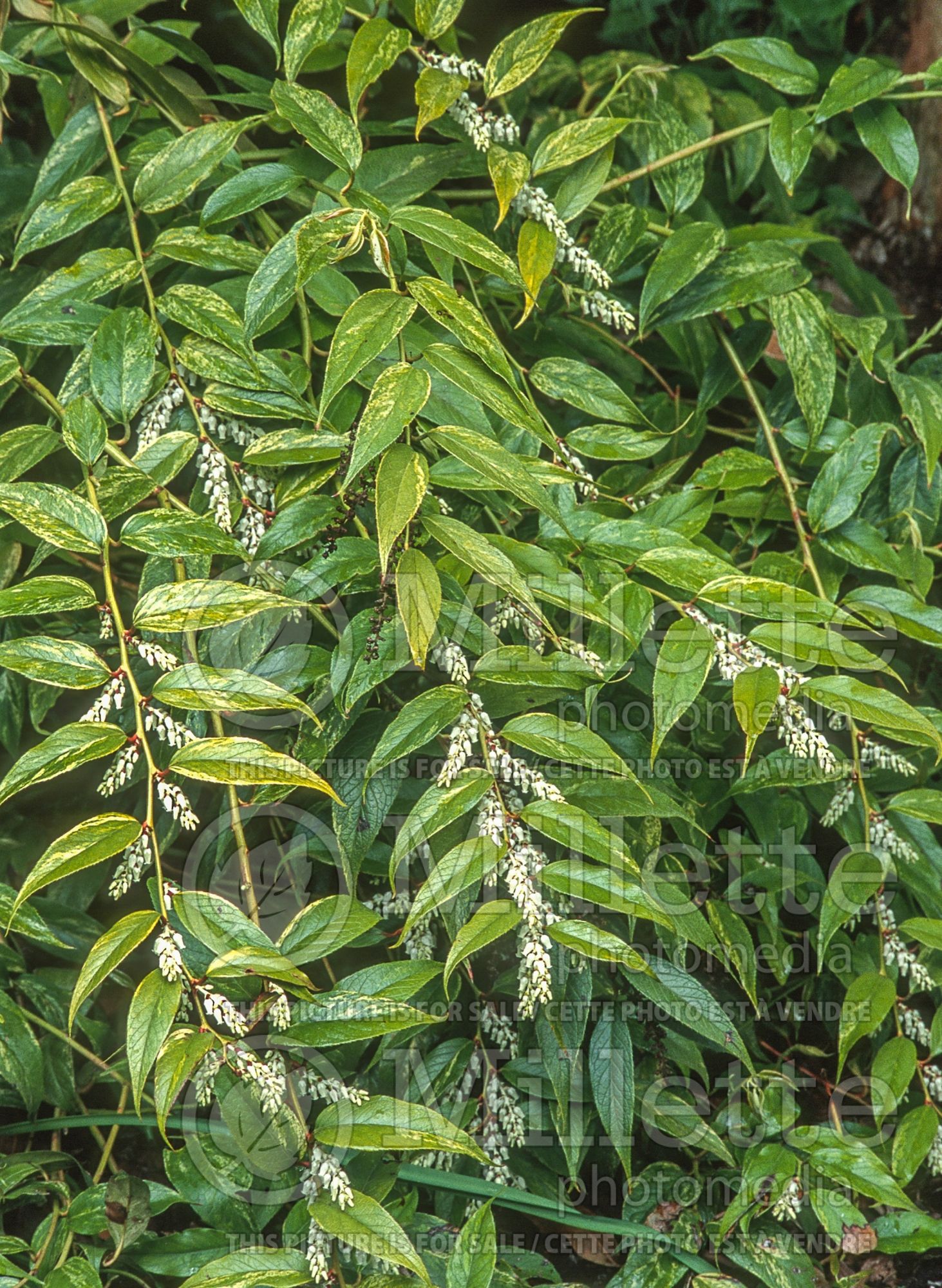 Leucothoe Rainbow (Fetterbush, Dog Hobble) 11
