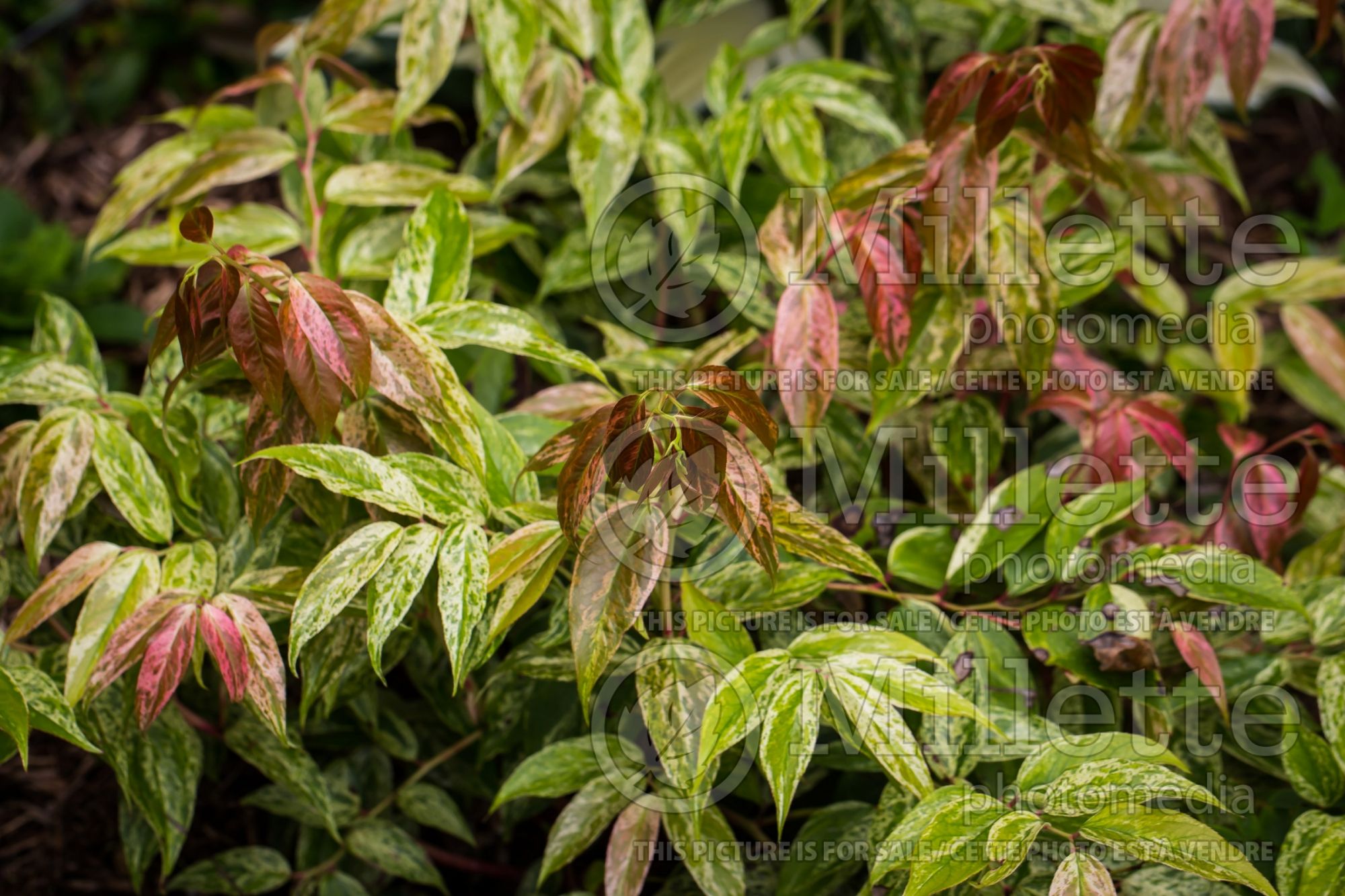 Leucothoe Rainbow (Fetterbush, Dog Hobble) 9