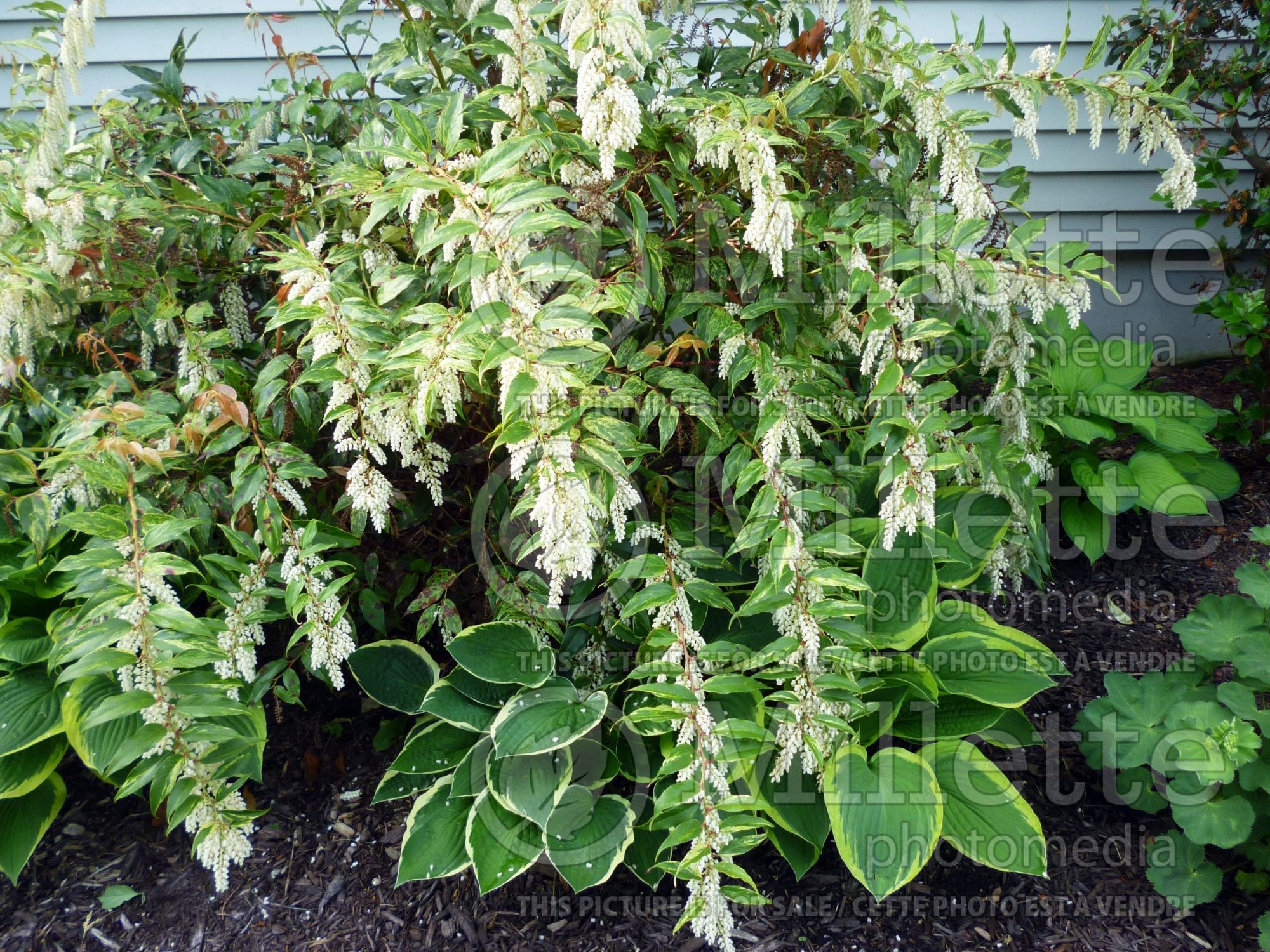 Leucothoe Rainbow (Fetterbush, Dog Hobble) 6