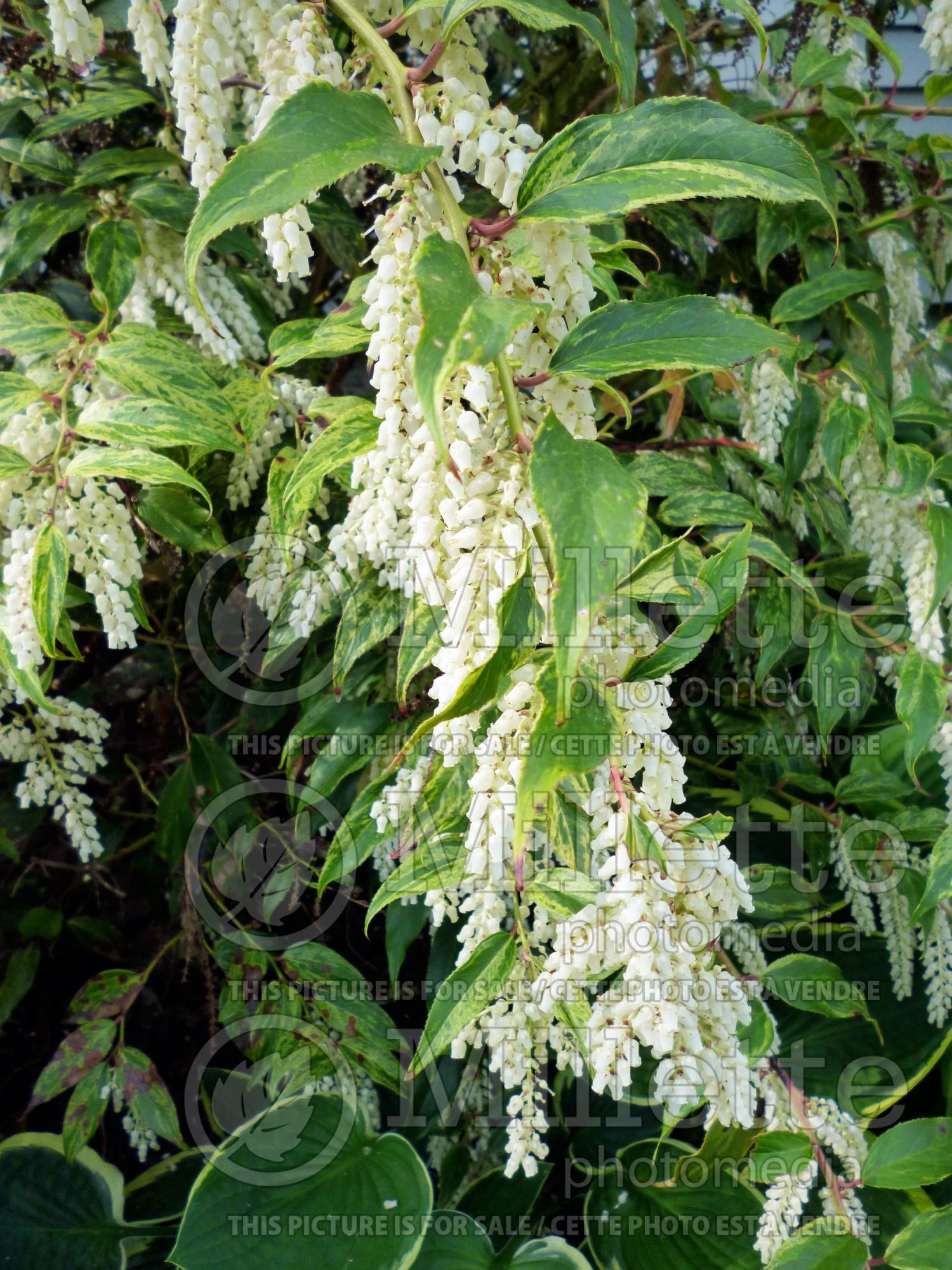 Leucothoe Rainbow (Fetterbush, Dog Hobble) 7