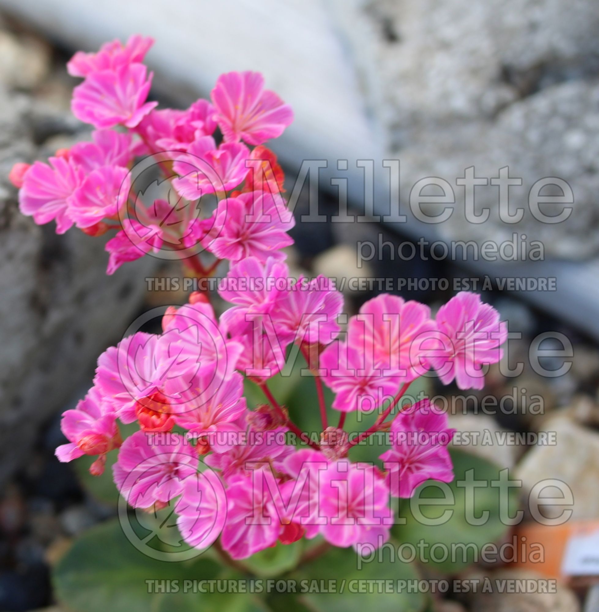Lewisia Sunset Strain (Bitter Root) 1