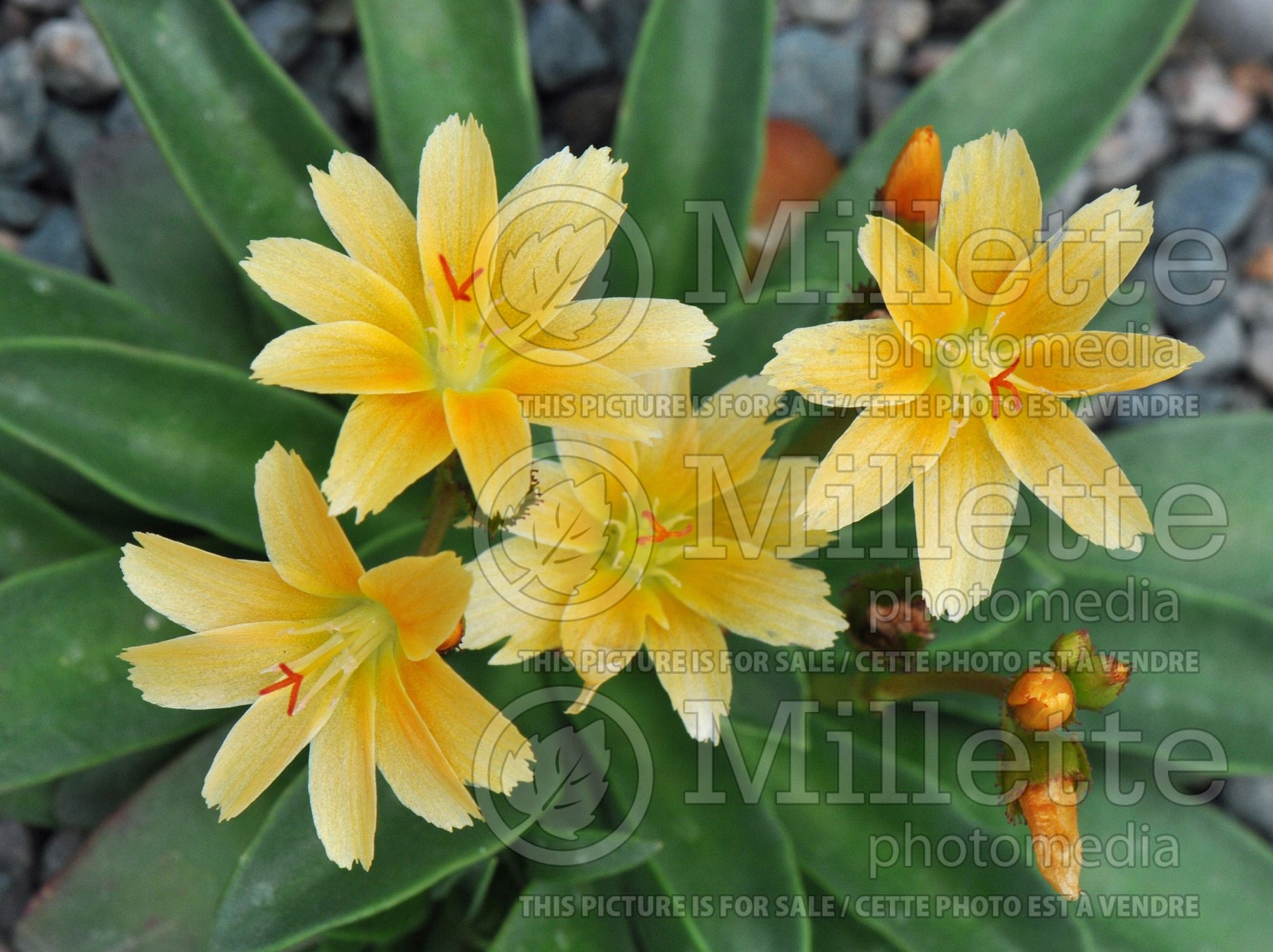 Lewisia Little Mango (Lewisia) 1