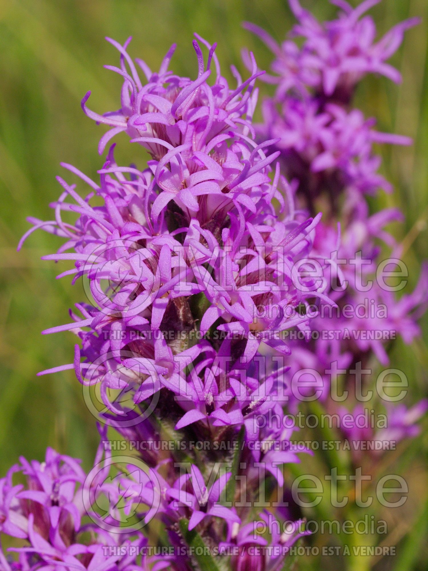 Liatris punctata (gayfeather, dotted blazingstar) 3