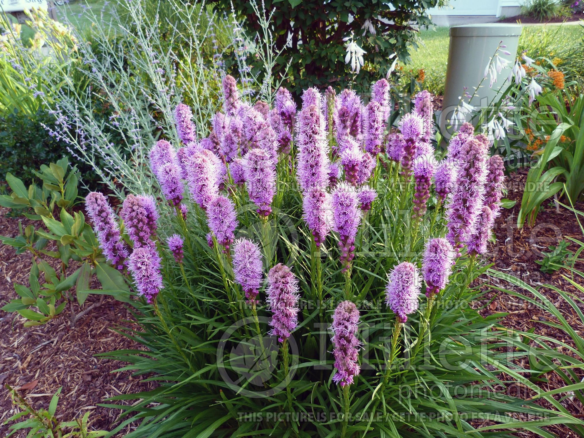 Liatris punctata (gayfeather, dotted blazingstar) 2