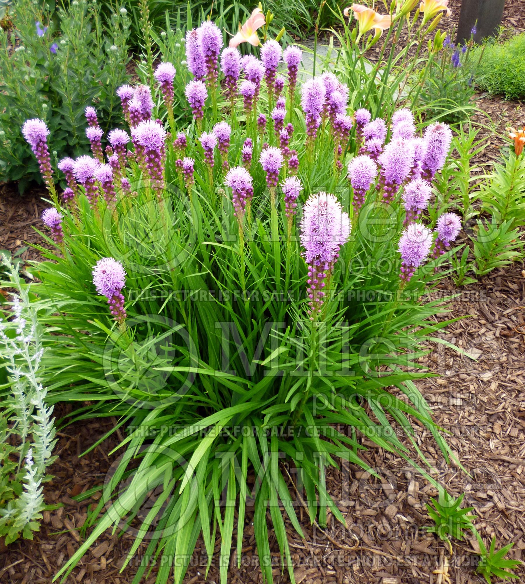 Liatris punctata (gayfeather, dotted blazingstar) 1