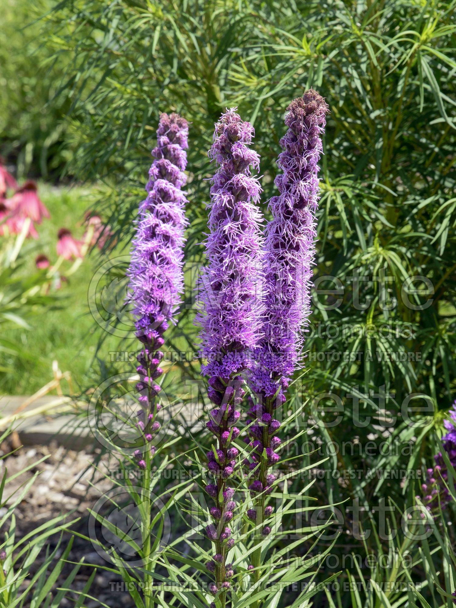 Liatris Trailblazer (Blazing Star and Gayfeather) 1