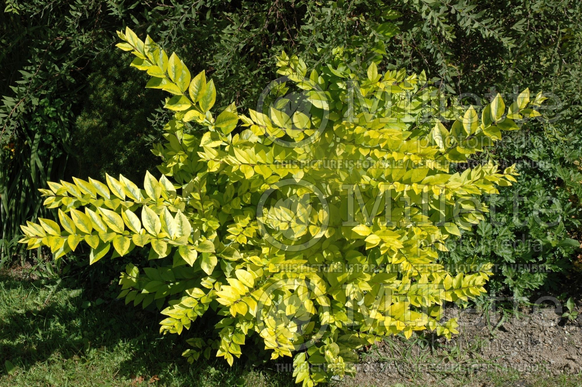 Ligustrum Hillside (Ligustrum) 1