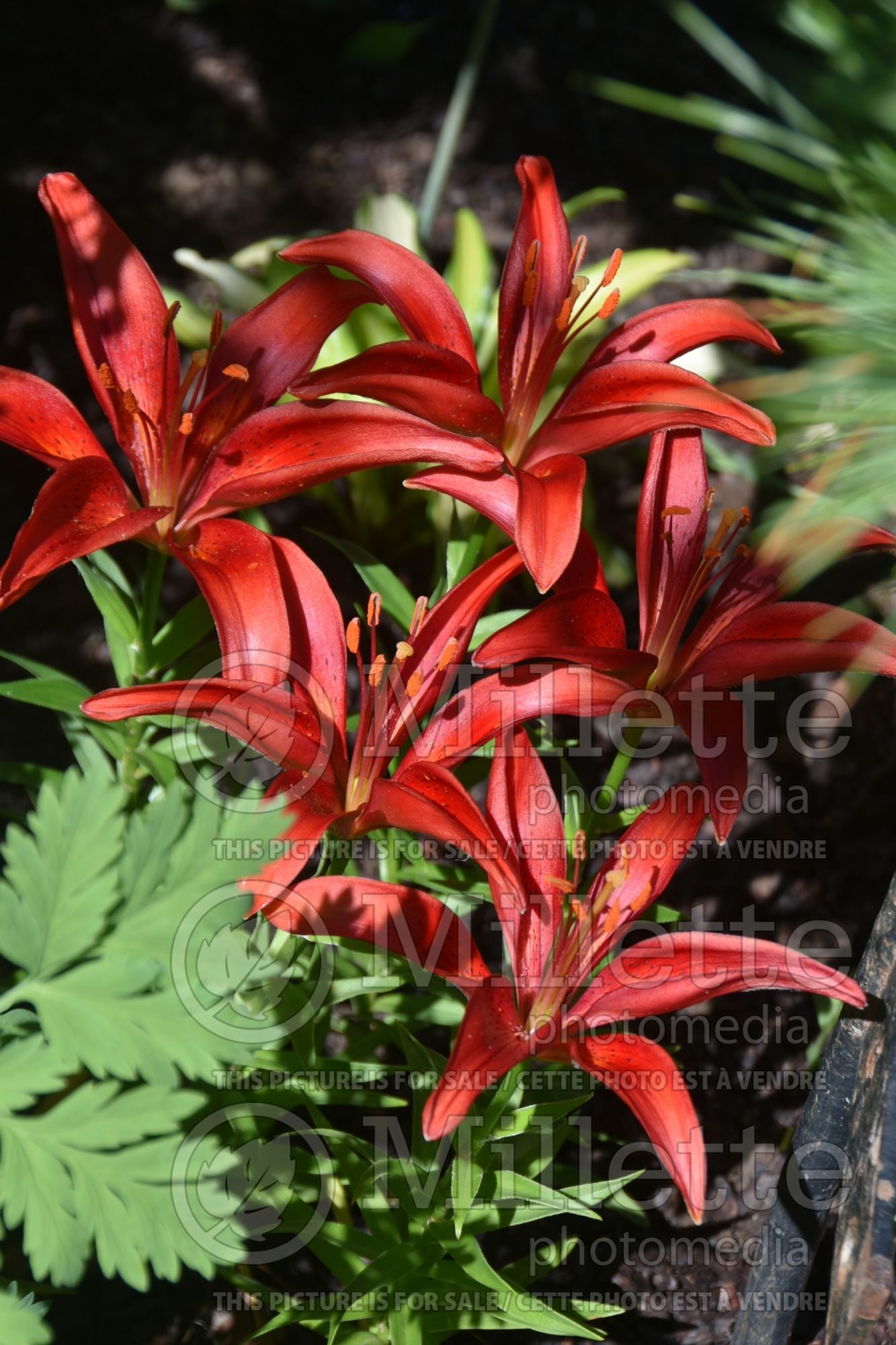 Lilium Black Bird ou Blackbird (Lis, lys) 1