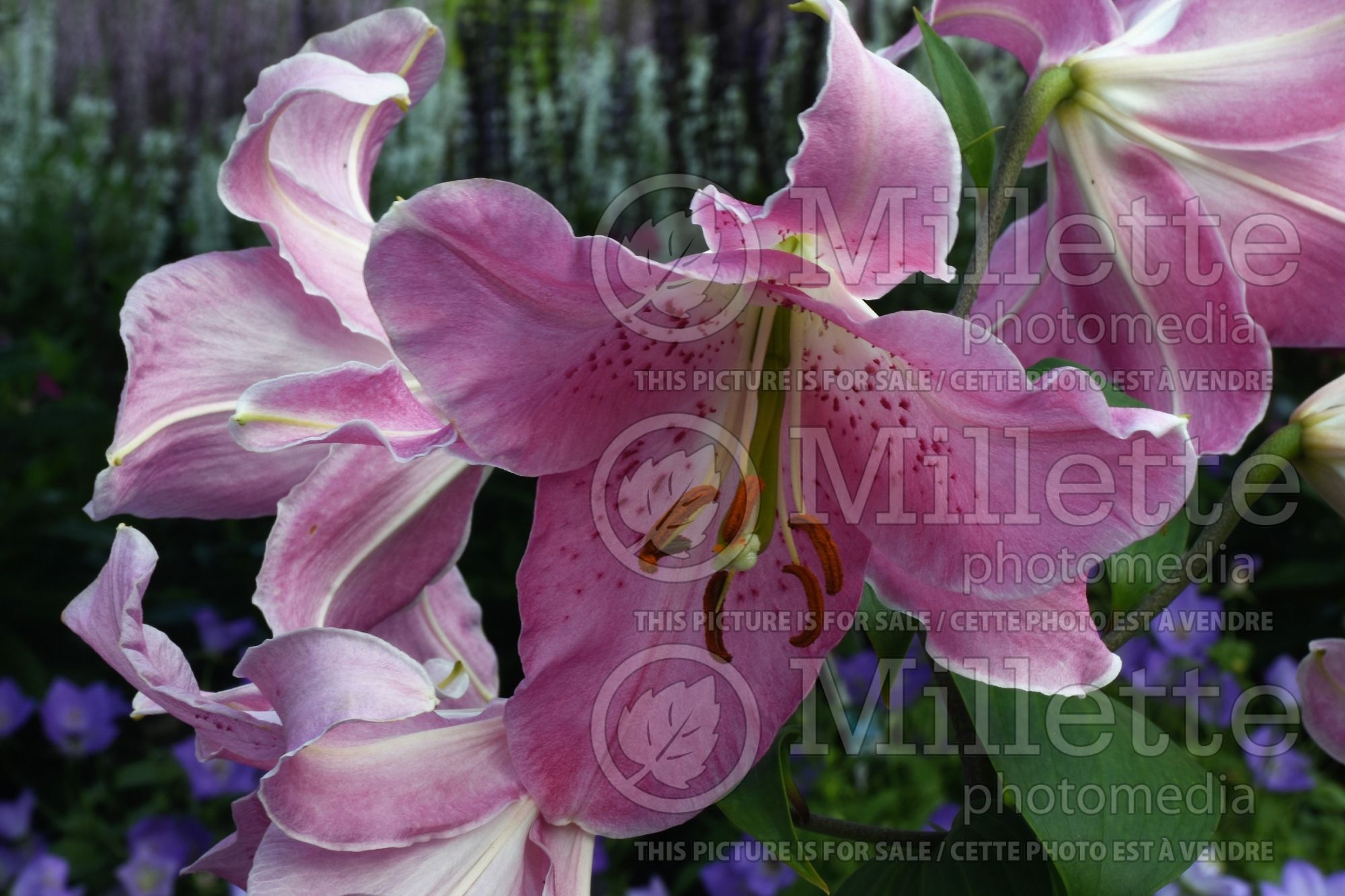 Lilium Farolito (oriental Lily) 1