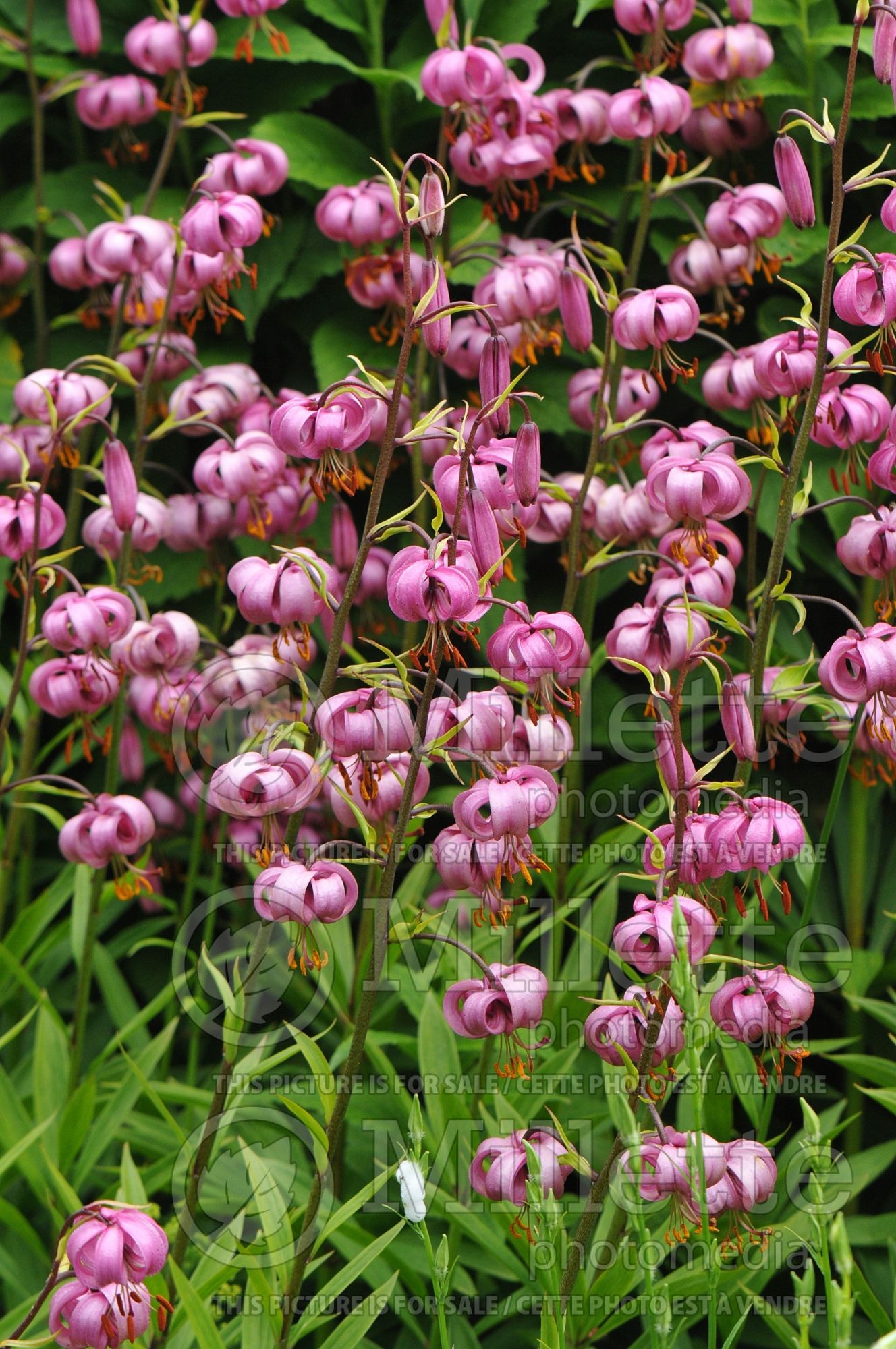 Lilium martagon (Turk's-Cap Lily) 2