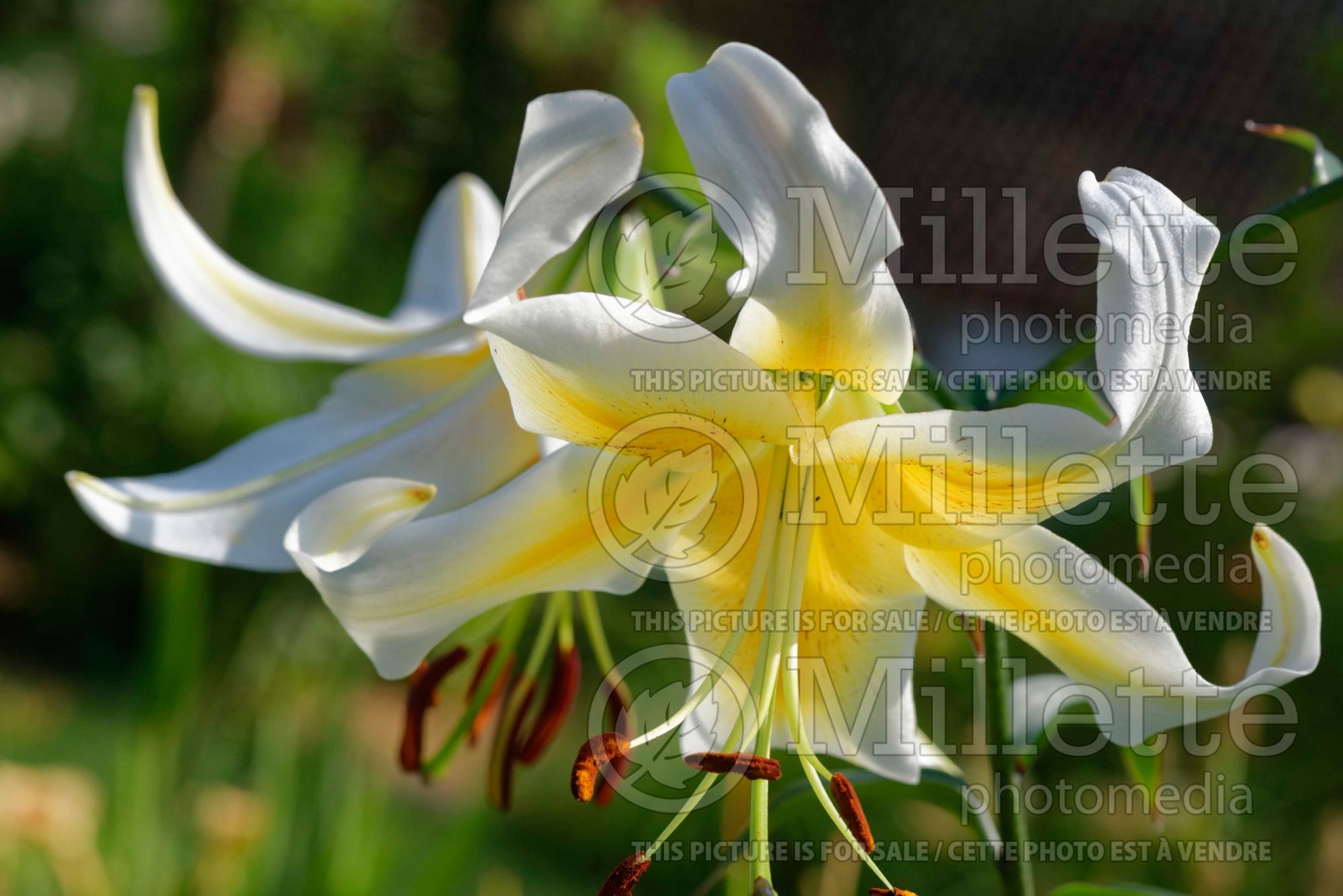 Lilium Mister Pistache (orienpet Lily) 1