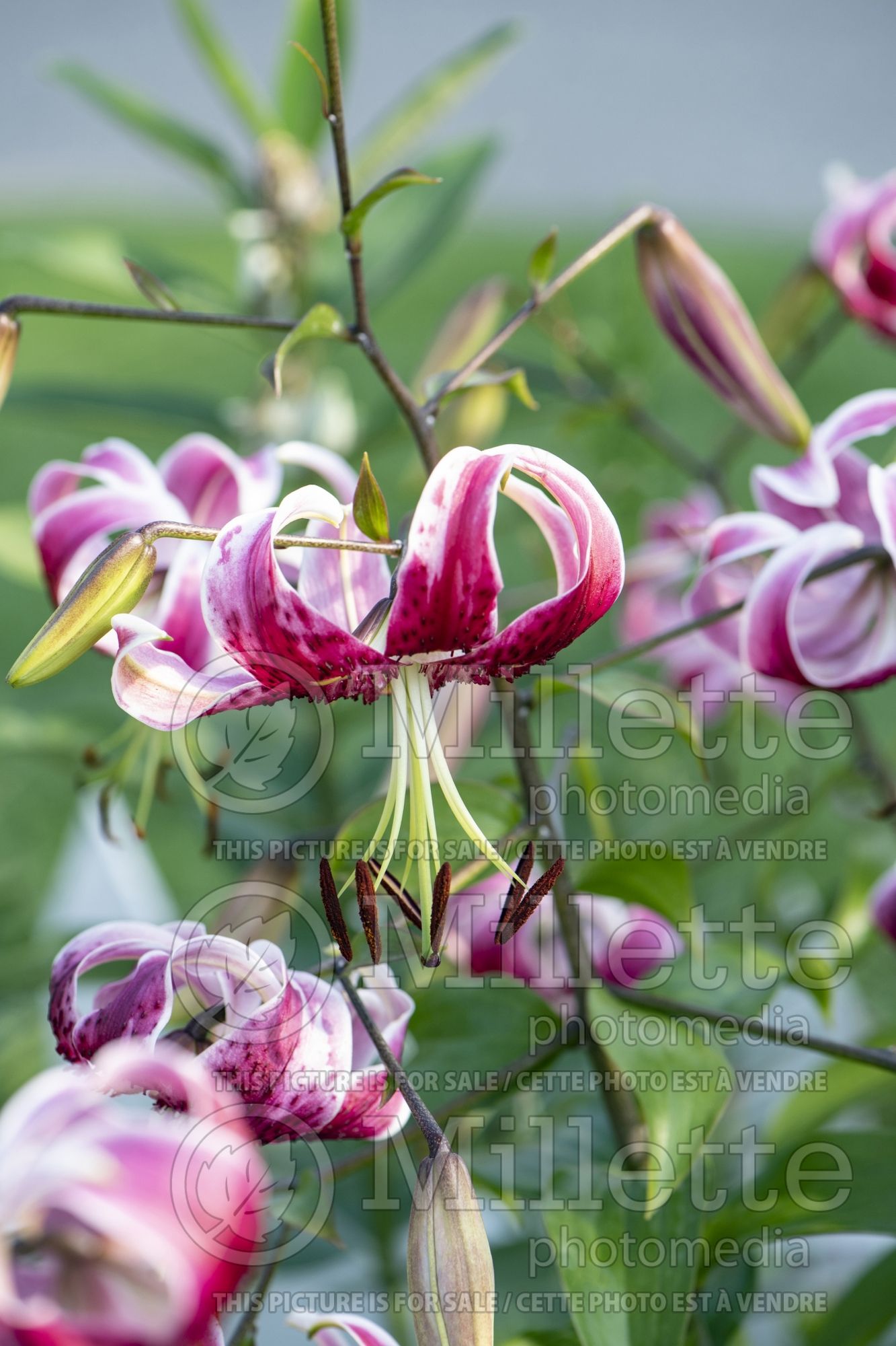 Lilium Black Beauty (Lily) 3
