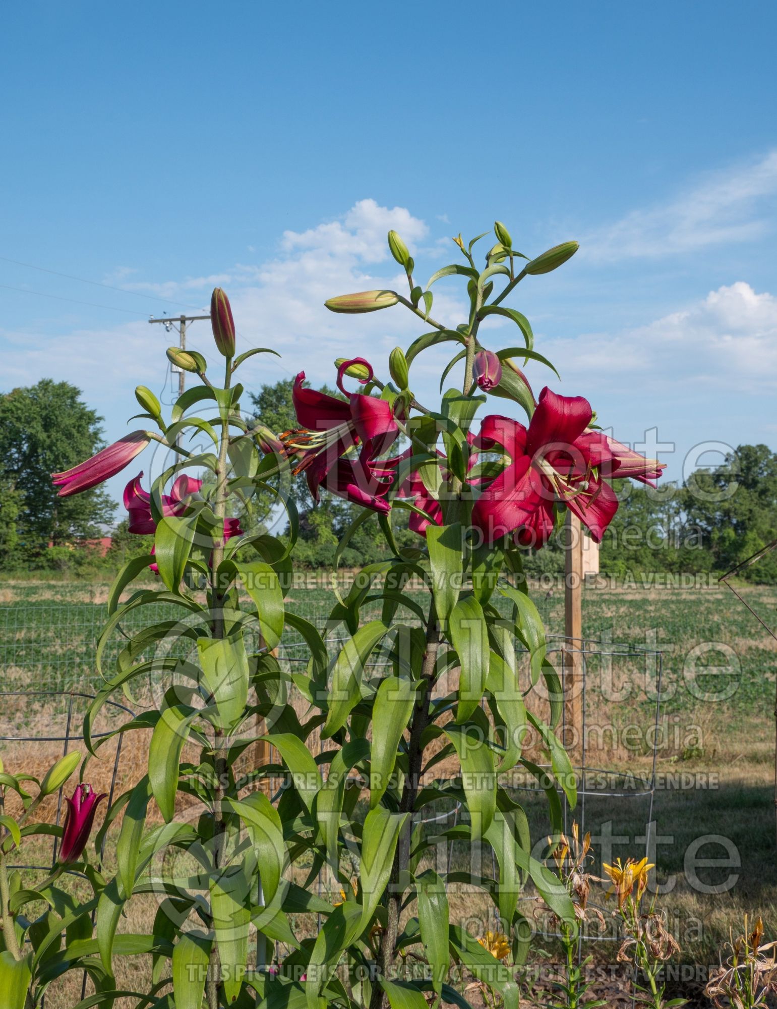 Lilium Formia (Lily) 4
