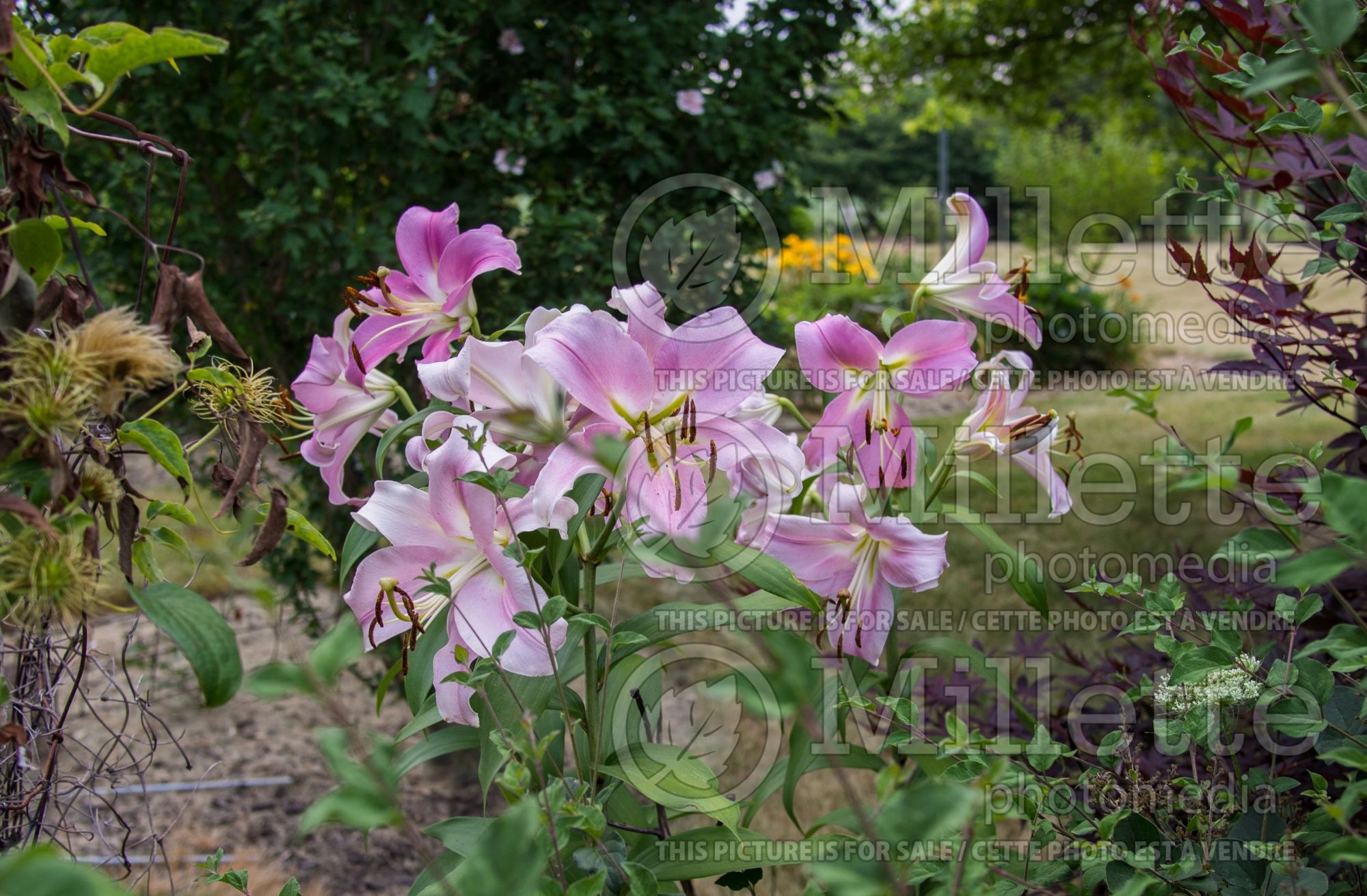 Lilium Arvandrud (oriental Lily) 2