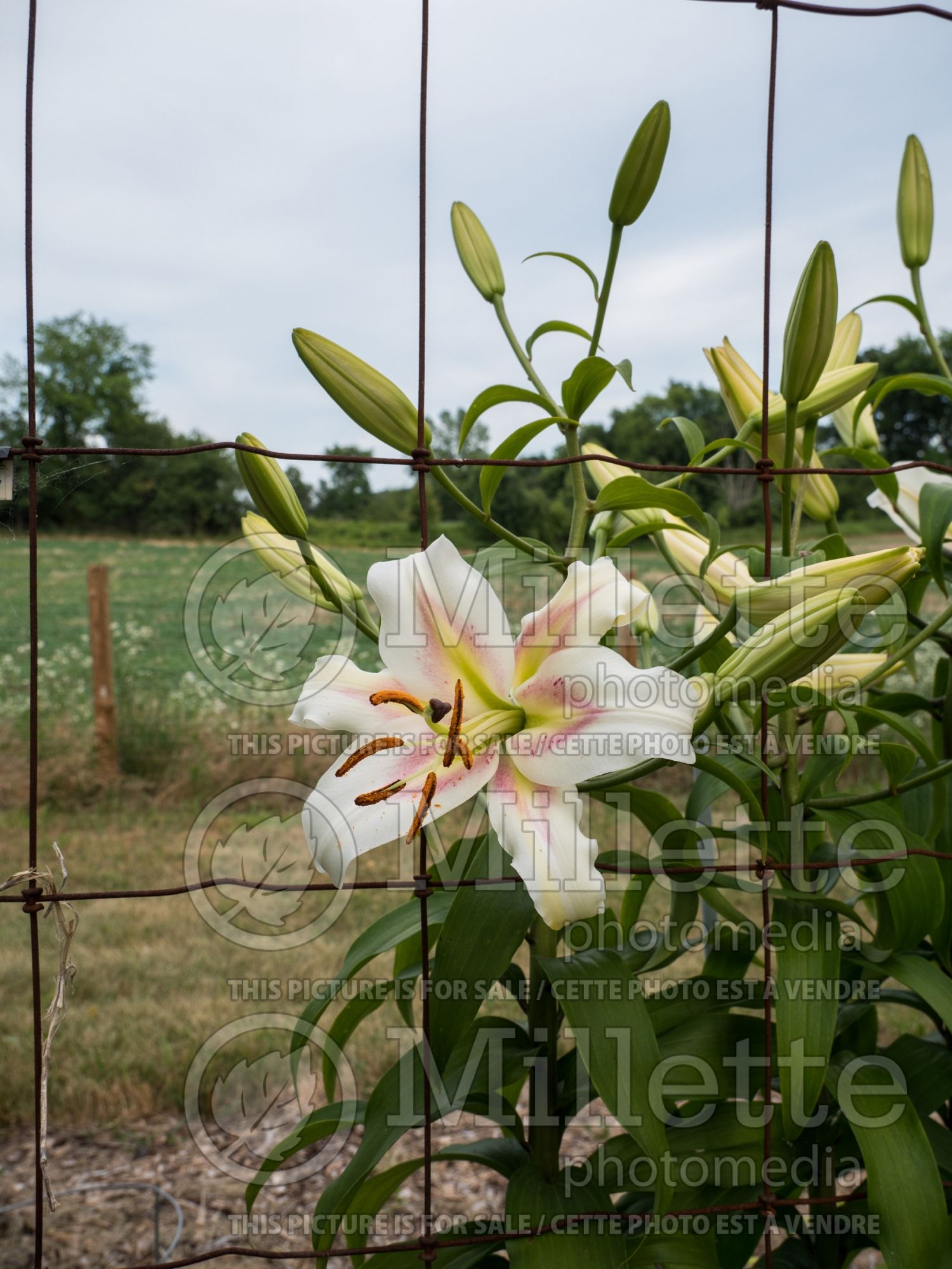 Lilium Bonbini (oriental Lily) 1