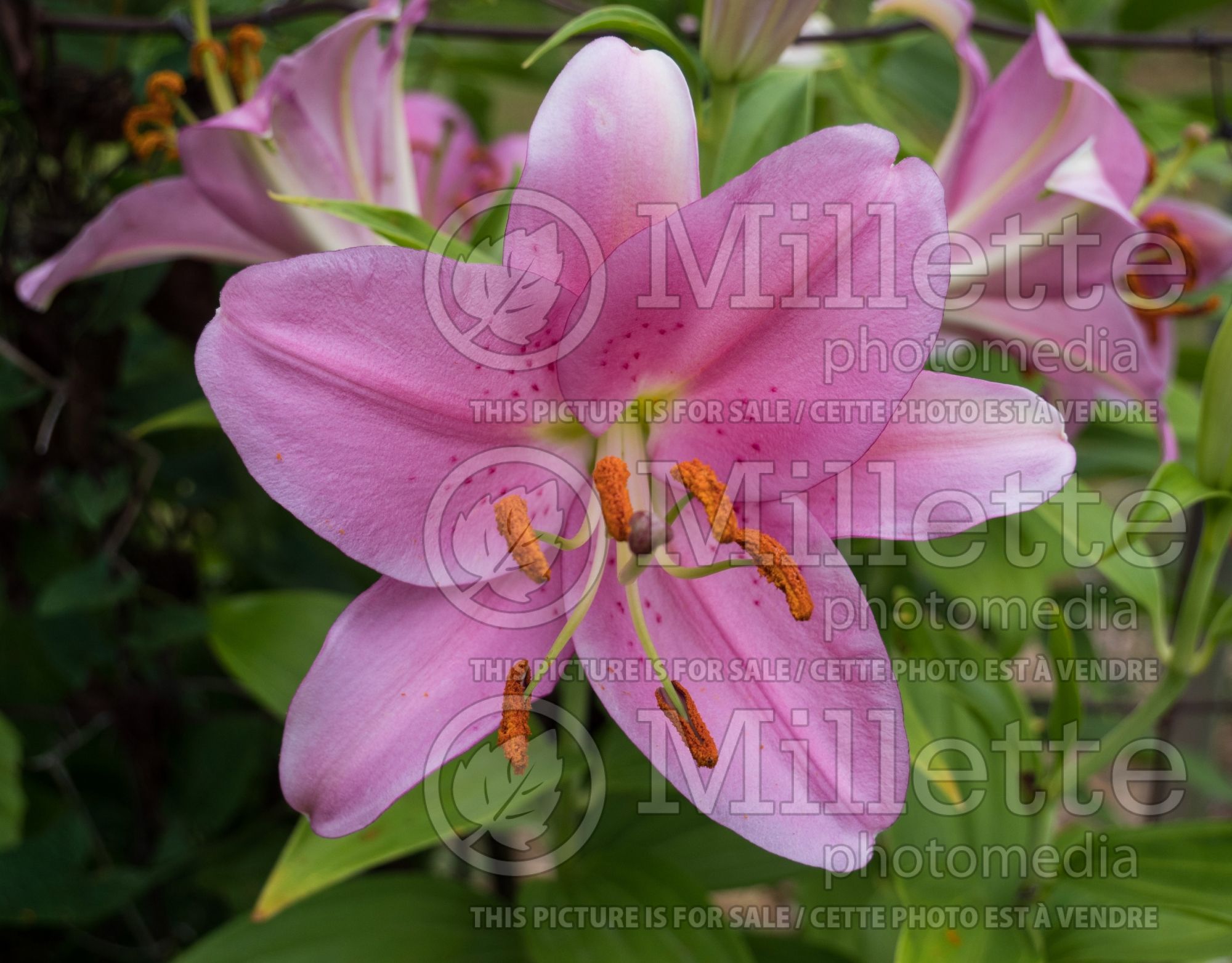 Lilium Emani (oriental Lily) 1